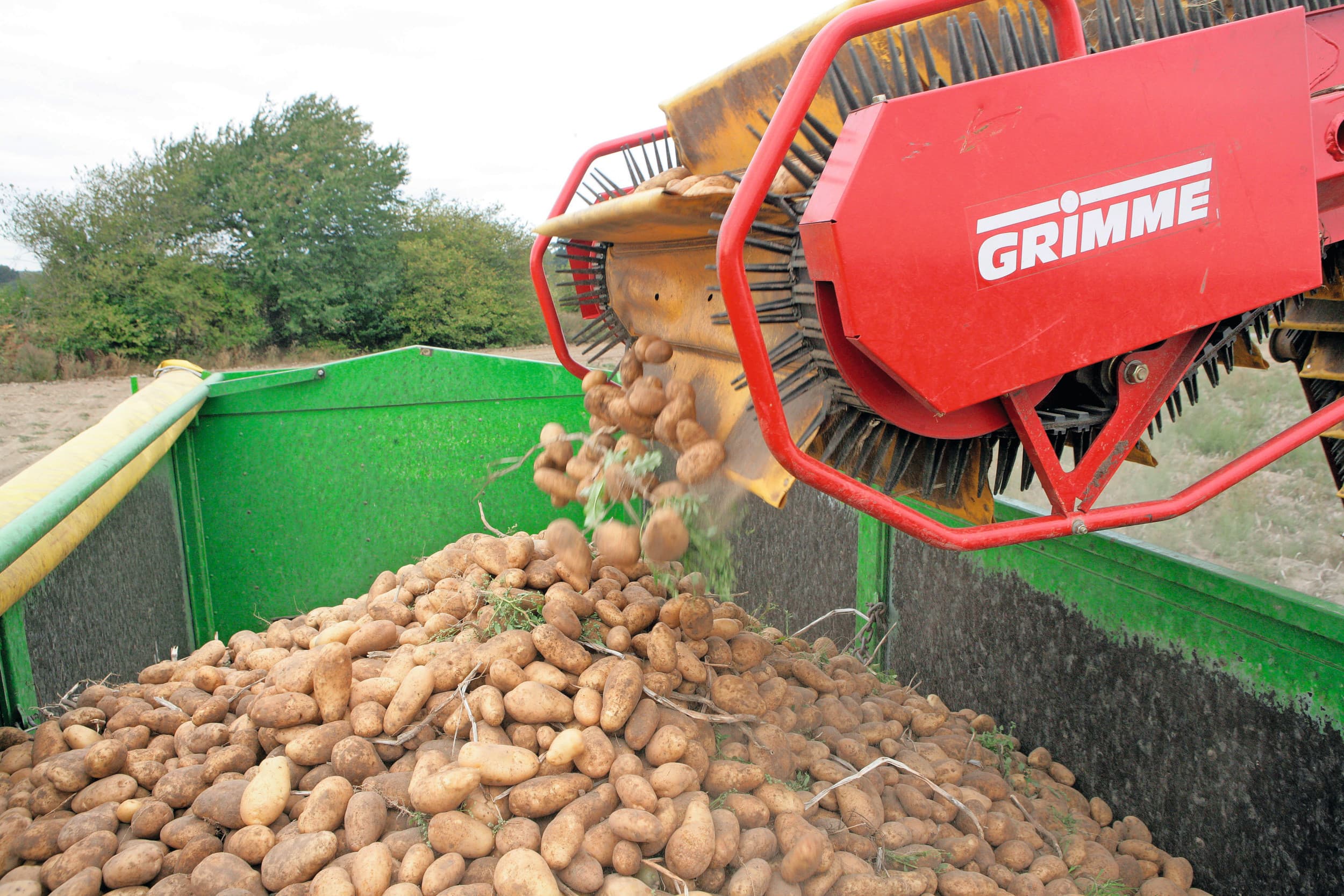 Een grotere opbrengst per hectare en een groter areaal resulteren in een aardappeloogst van circa 6,8 miljoen ton. Foto: Henk Riswick