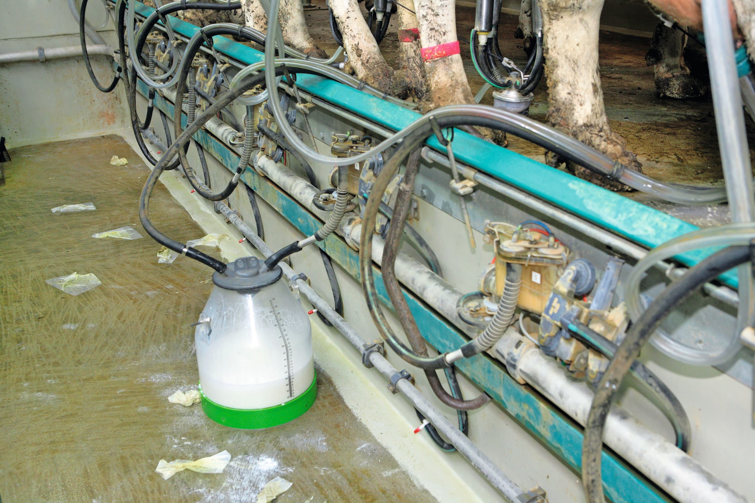Separatiemelk van mastitis- of hoogcelgetalkoeien wordt soms aan kalveren gevoerd. Dit verhoogt het risico op antibioticaresistentie. Foto: Henk Riswick