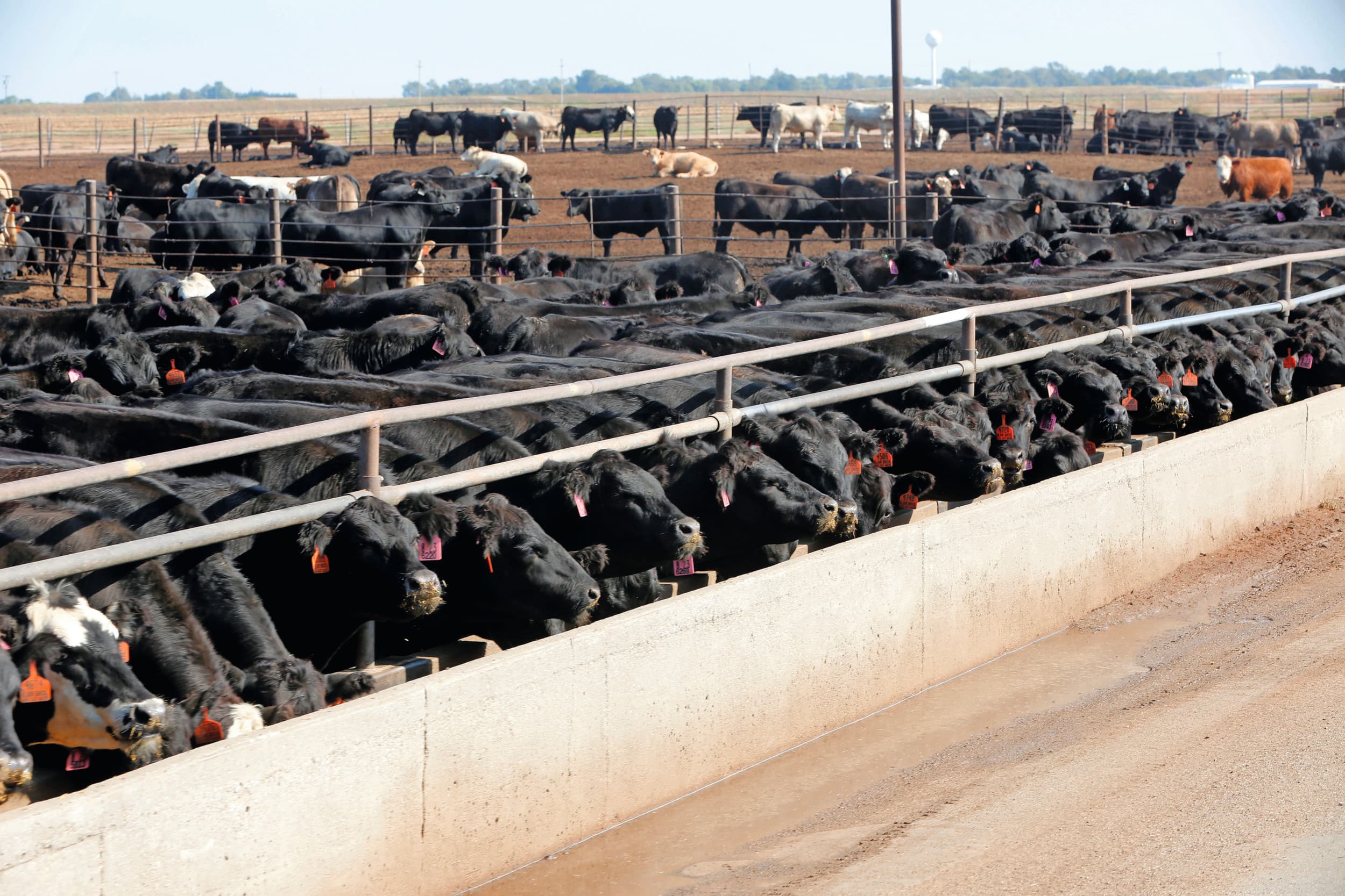 Volgens een woordvoerder van het Amerikaanse ministerie van Landbouw moeten boeren in de VS zelf meer rundvlees produceren. Foto: Henk Riswick
