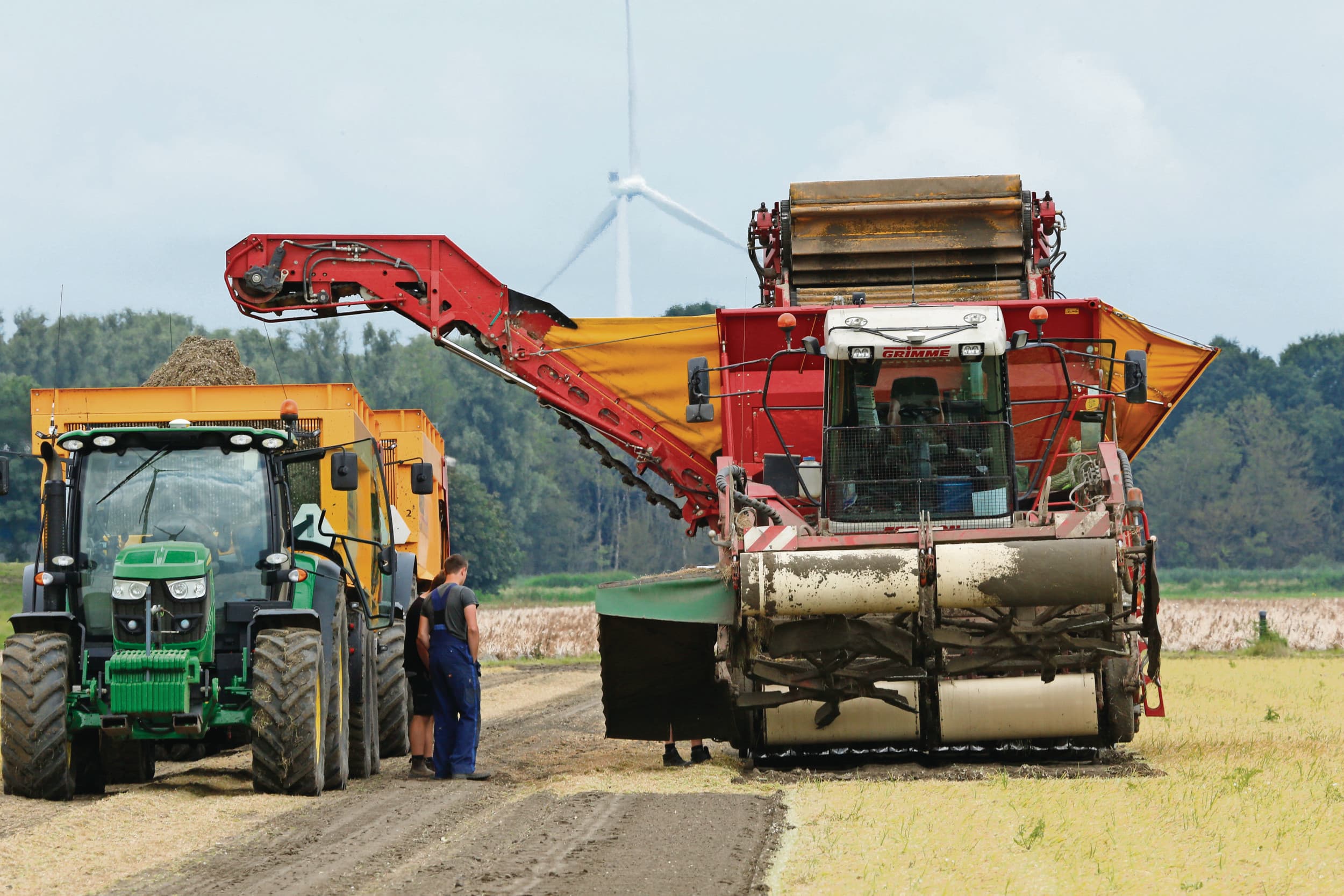 Oogst van zilveruien, ter illustratie. Teler Landmanslust kreeg ruim €900.000 schadevergoeding van CAV Agrotheek na misoogst door foutief teeltadvies. Foto: Henk Riswick