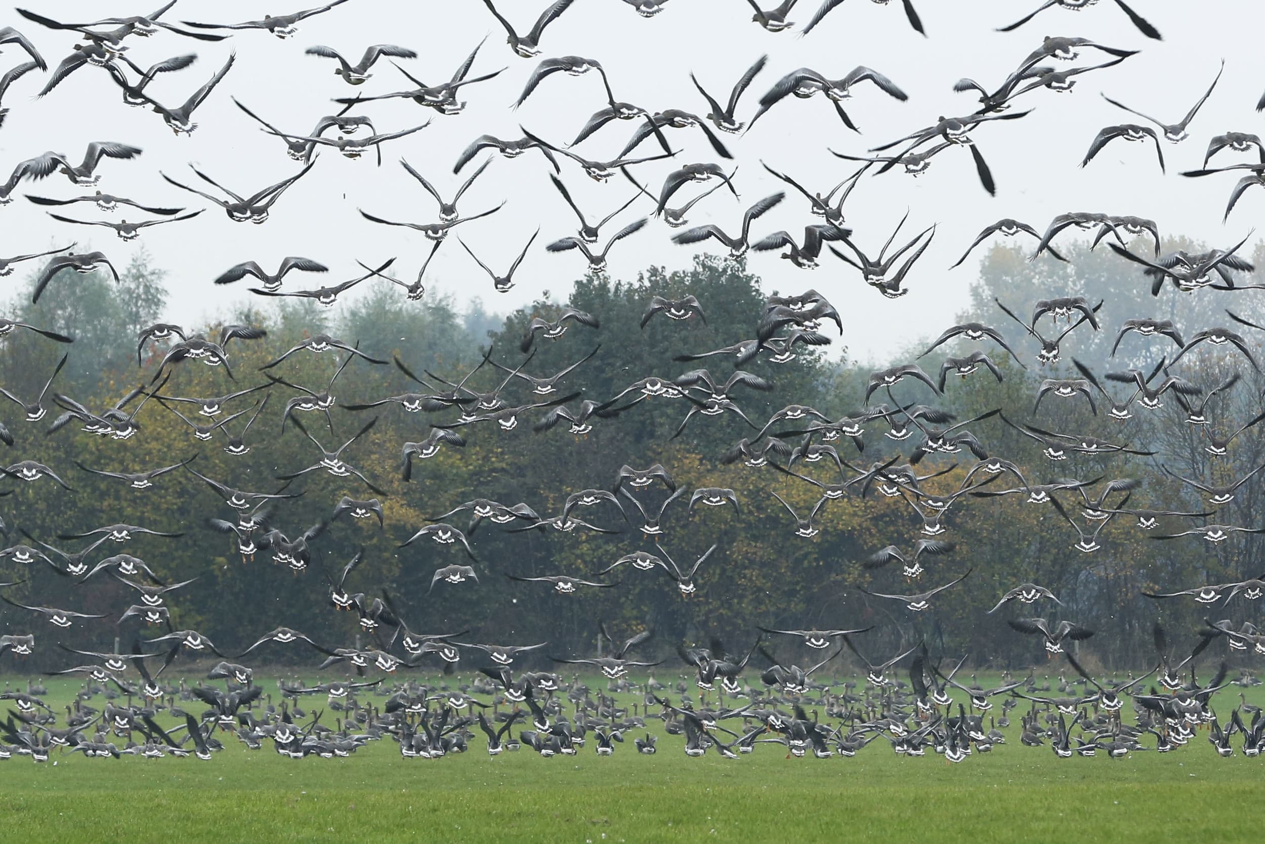 ganzen afschieten Raad van State