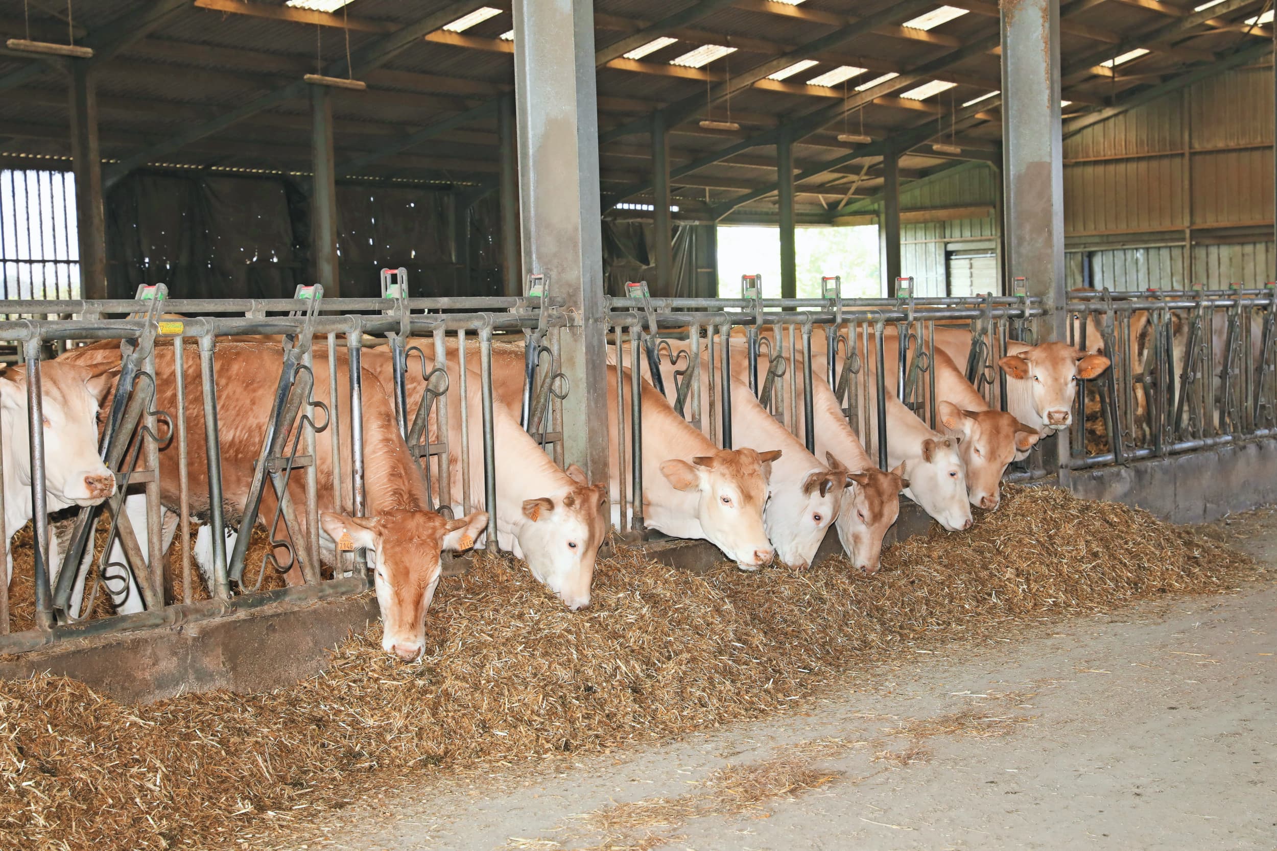 export rundvee Frankrijk LSD