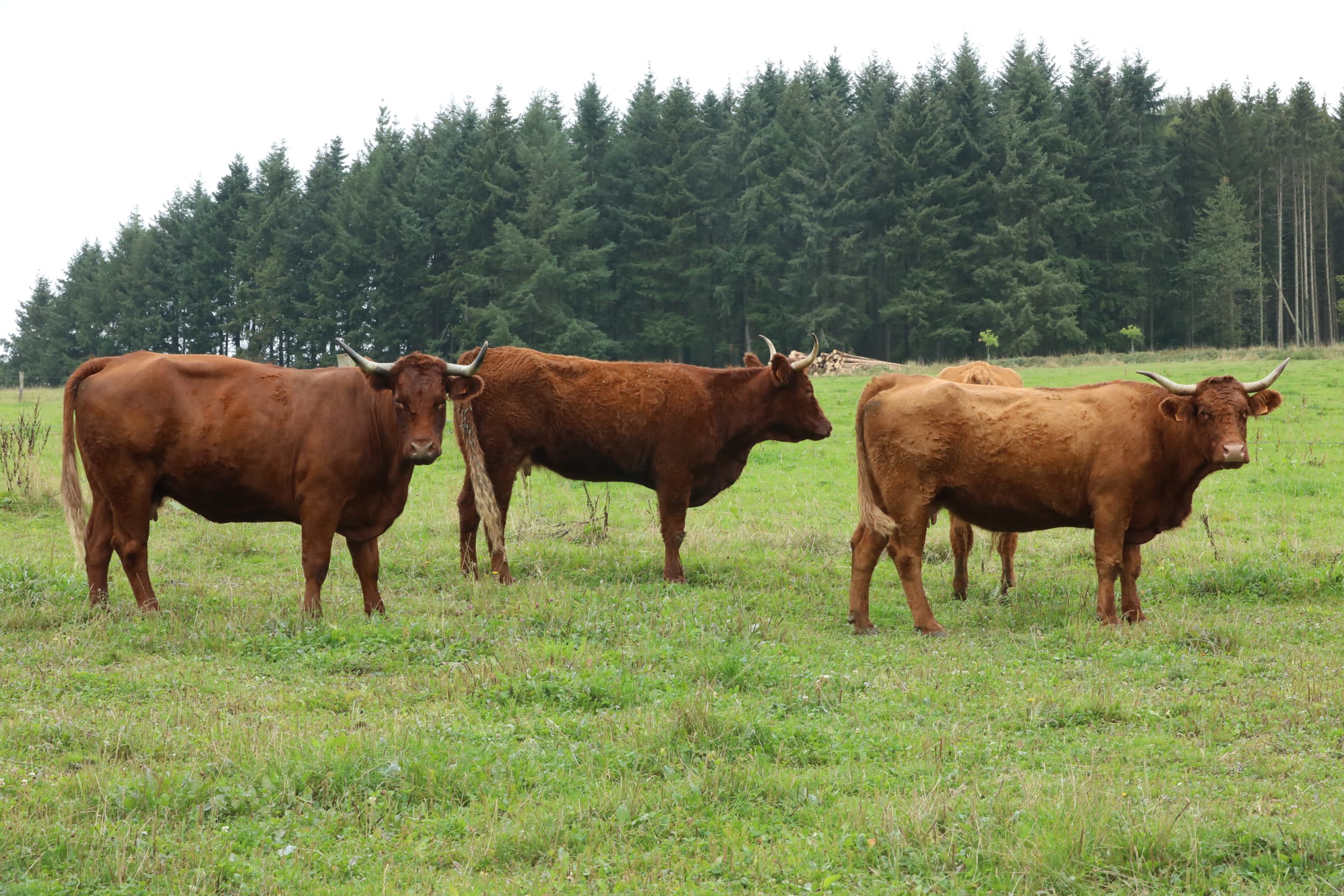 Biologisch vleesvee in Frankrijk. Vooral grotere akkerbouwers en veehouders gaan terug naar gangbaar, terwijl er wel veel nieuwe bio-groentetelers bijkomen. Foto: Henk Riswick