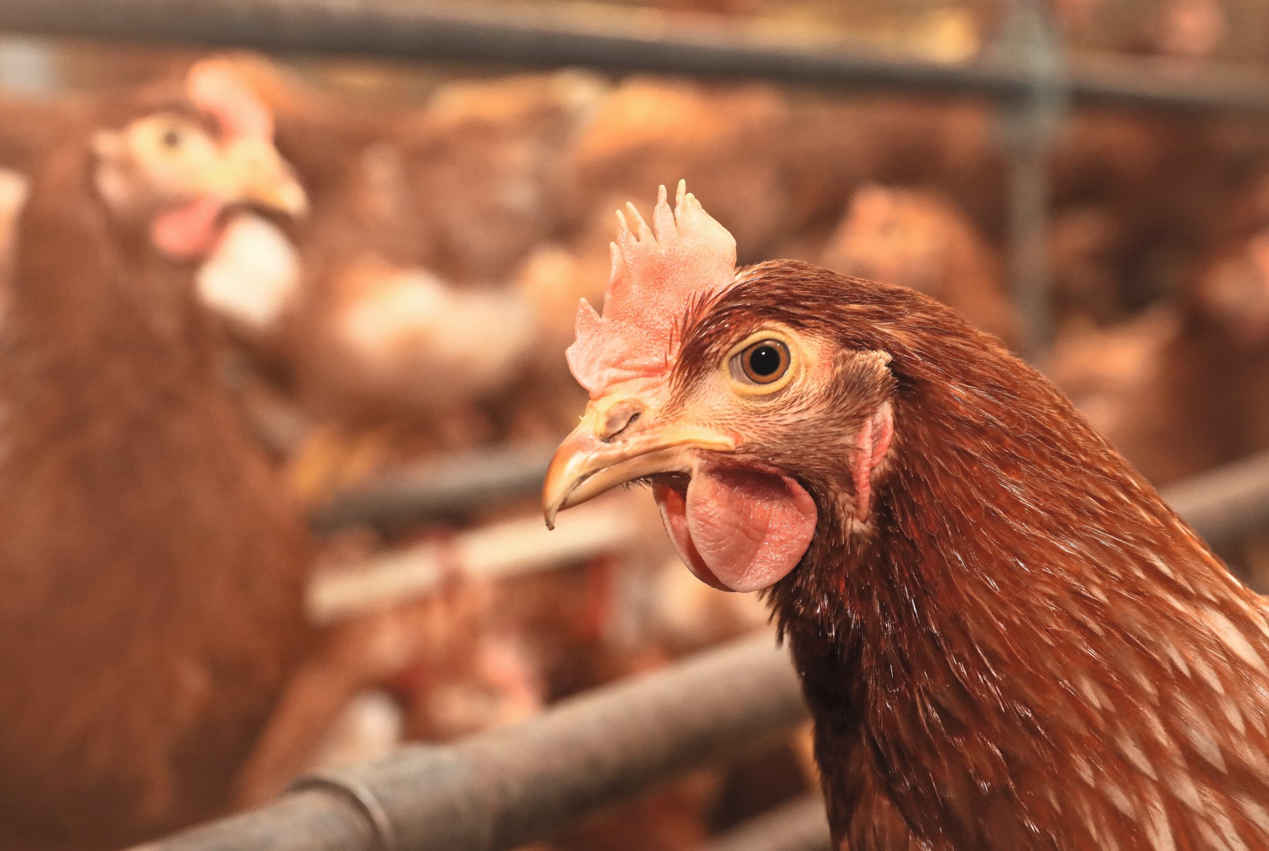 De Europese Commissie richt zich met de nieuwe dierenwelzijnsregels onder andere op de legpluimveehouderij. Foto: Henk Riswick