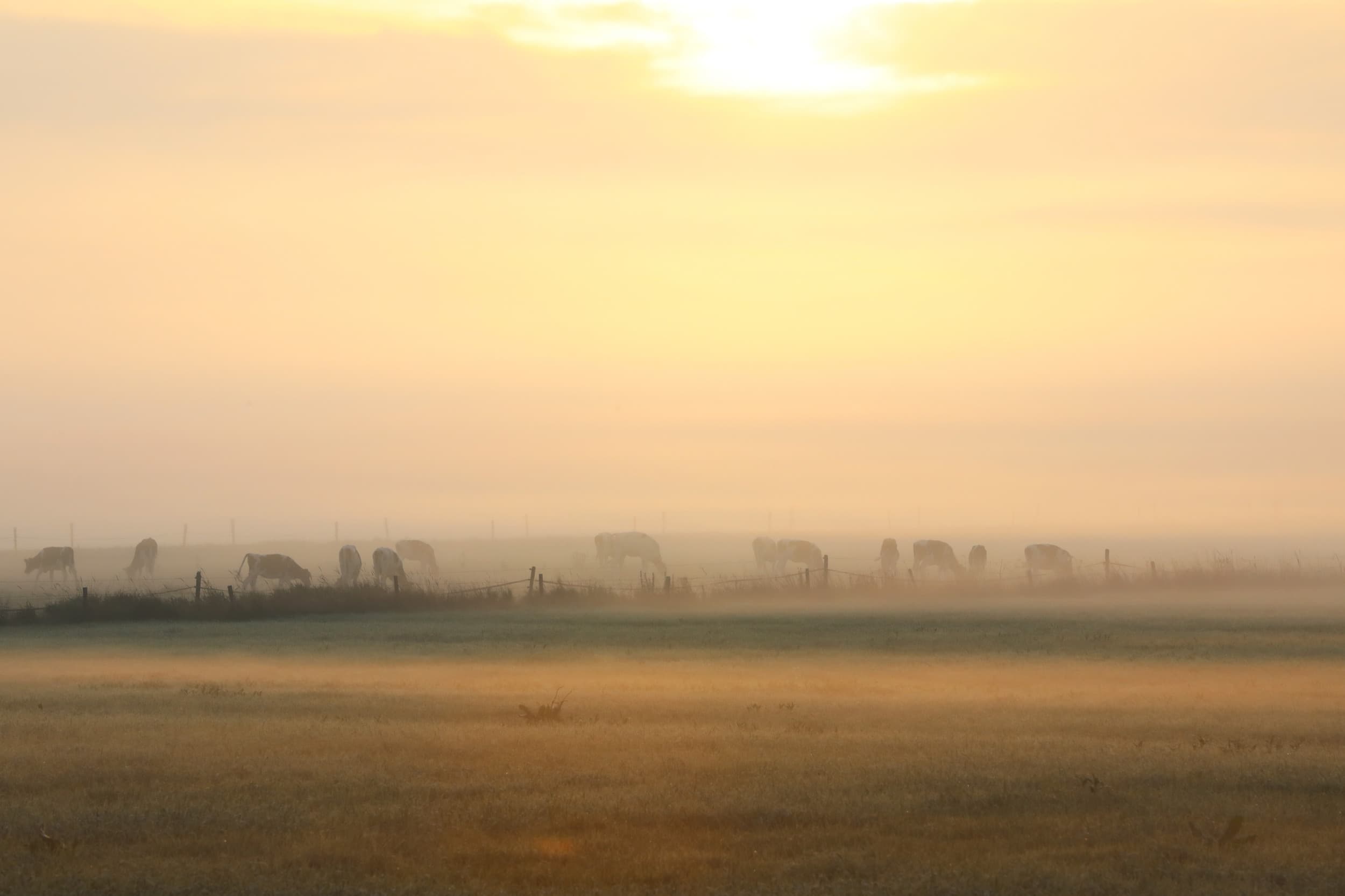 leiderschap agrarische sector
