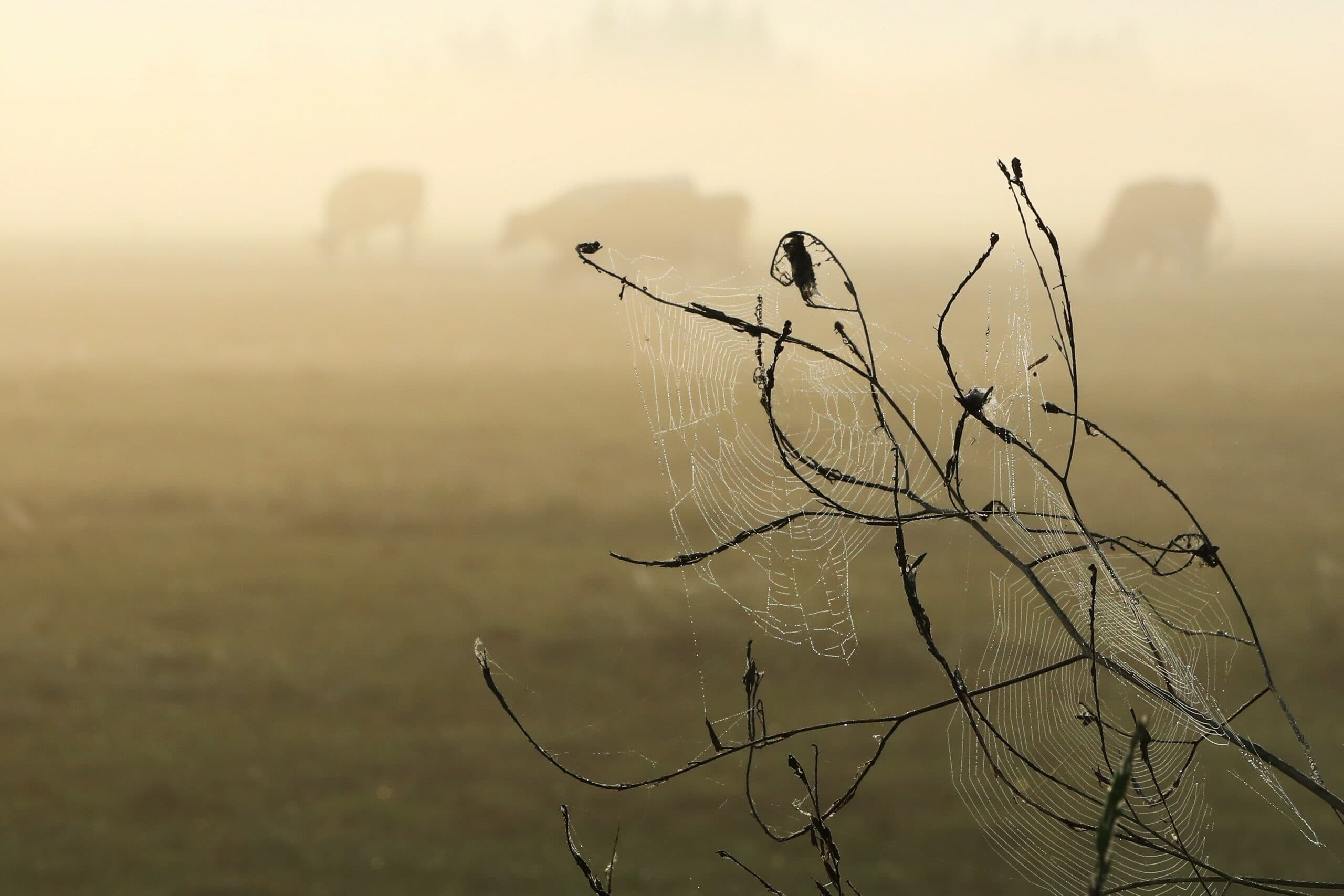 land mist
