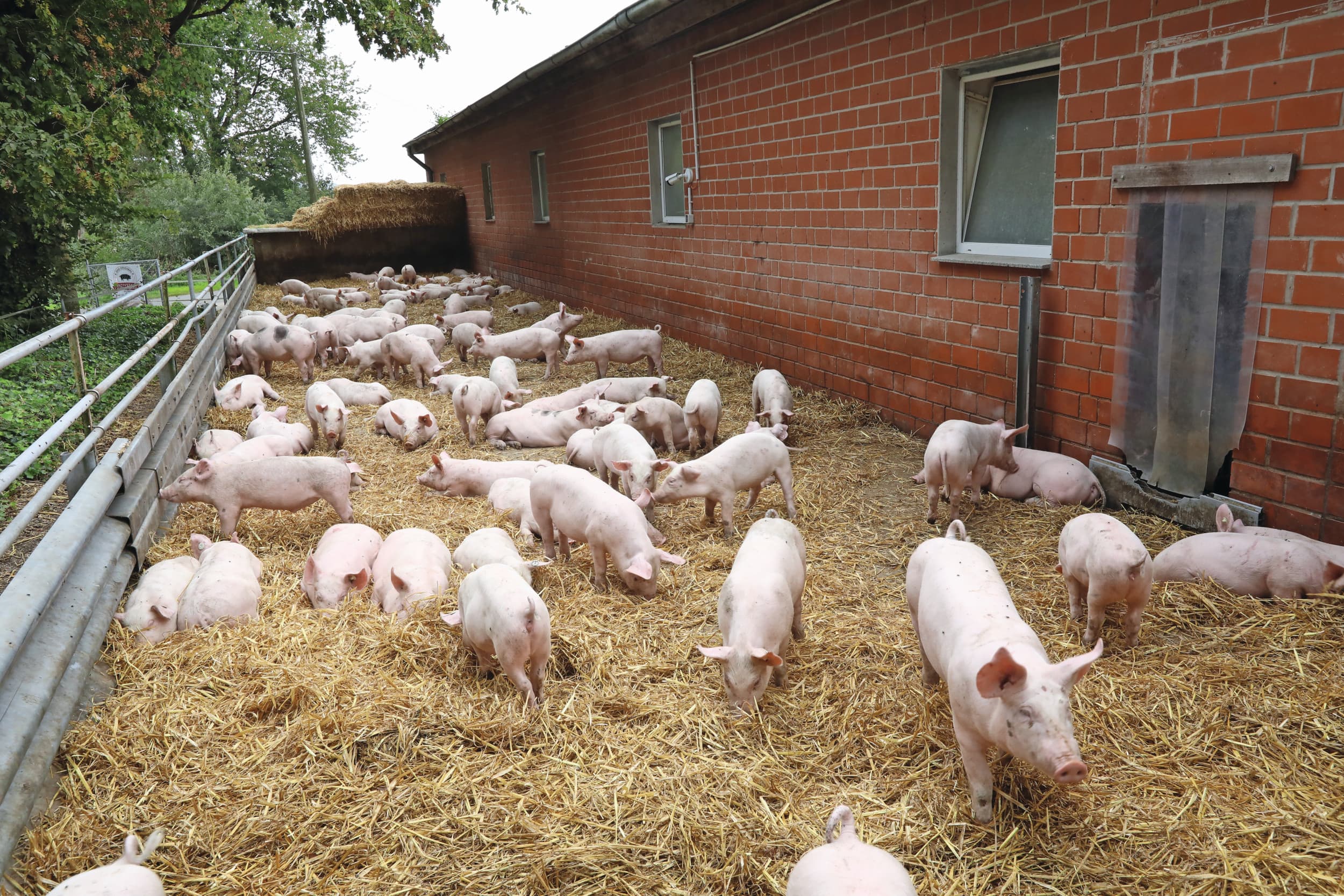 dierenwelzijn varkens