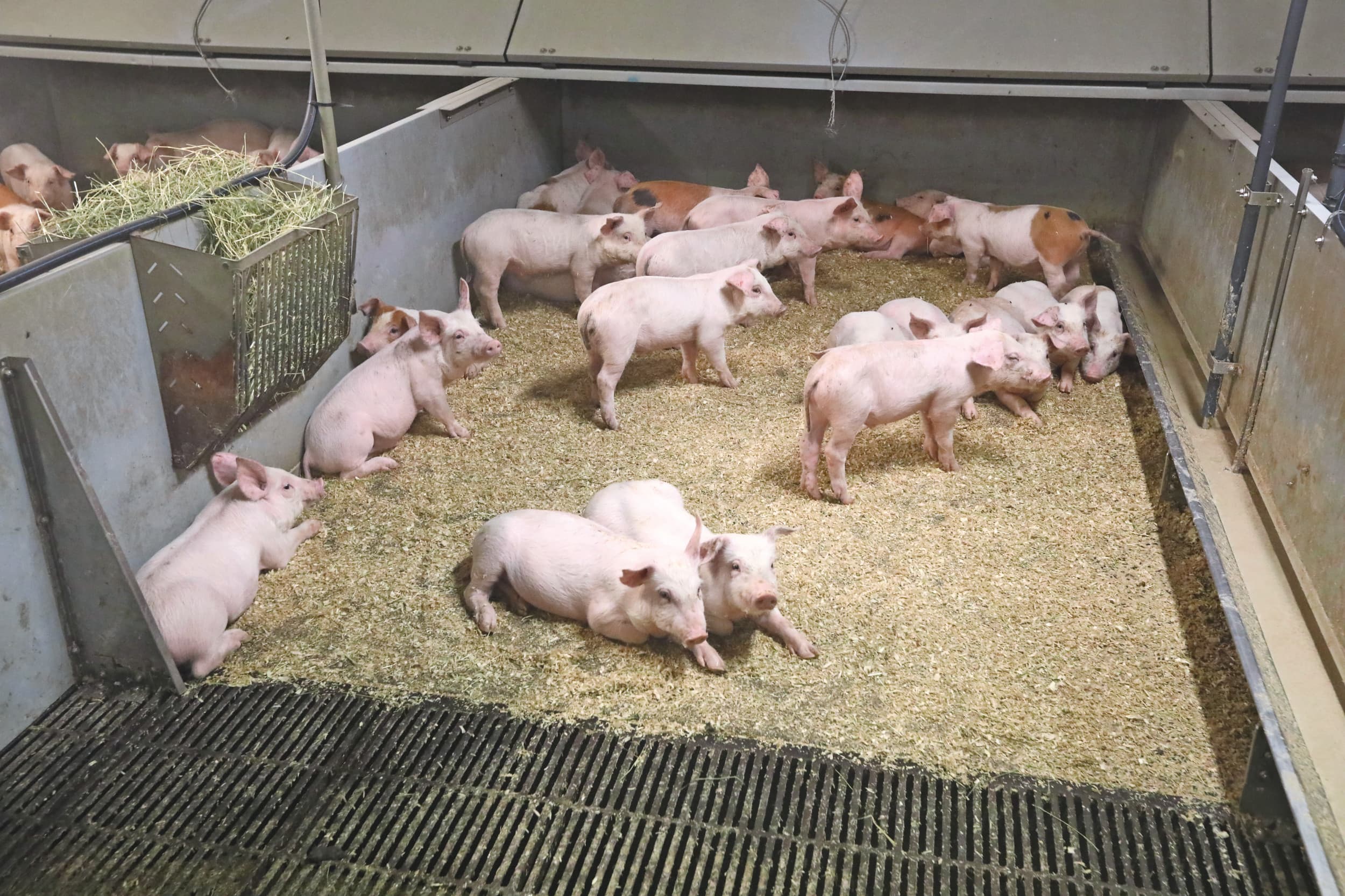 Een Finse biggenstal met veel dichte vloer en een onderkruip. Foto: Henk Riswick