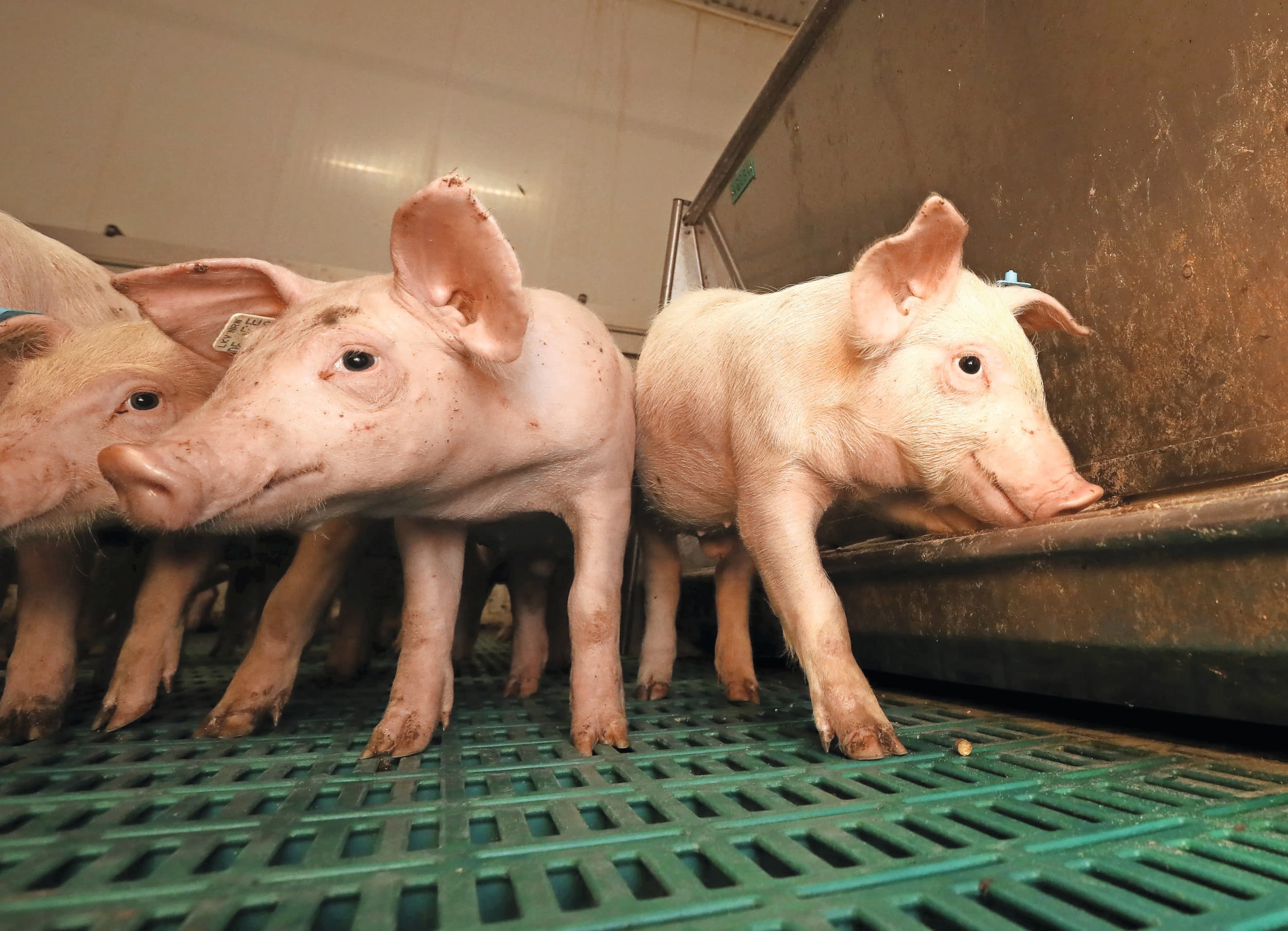 De nieuw aangetroffen variant van het parvovirus leidt tot rode, bolle ogen. Foto: Henk Riswick.