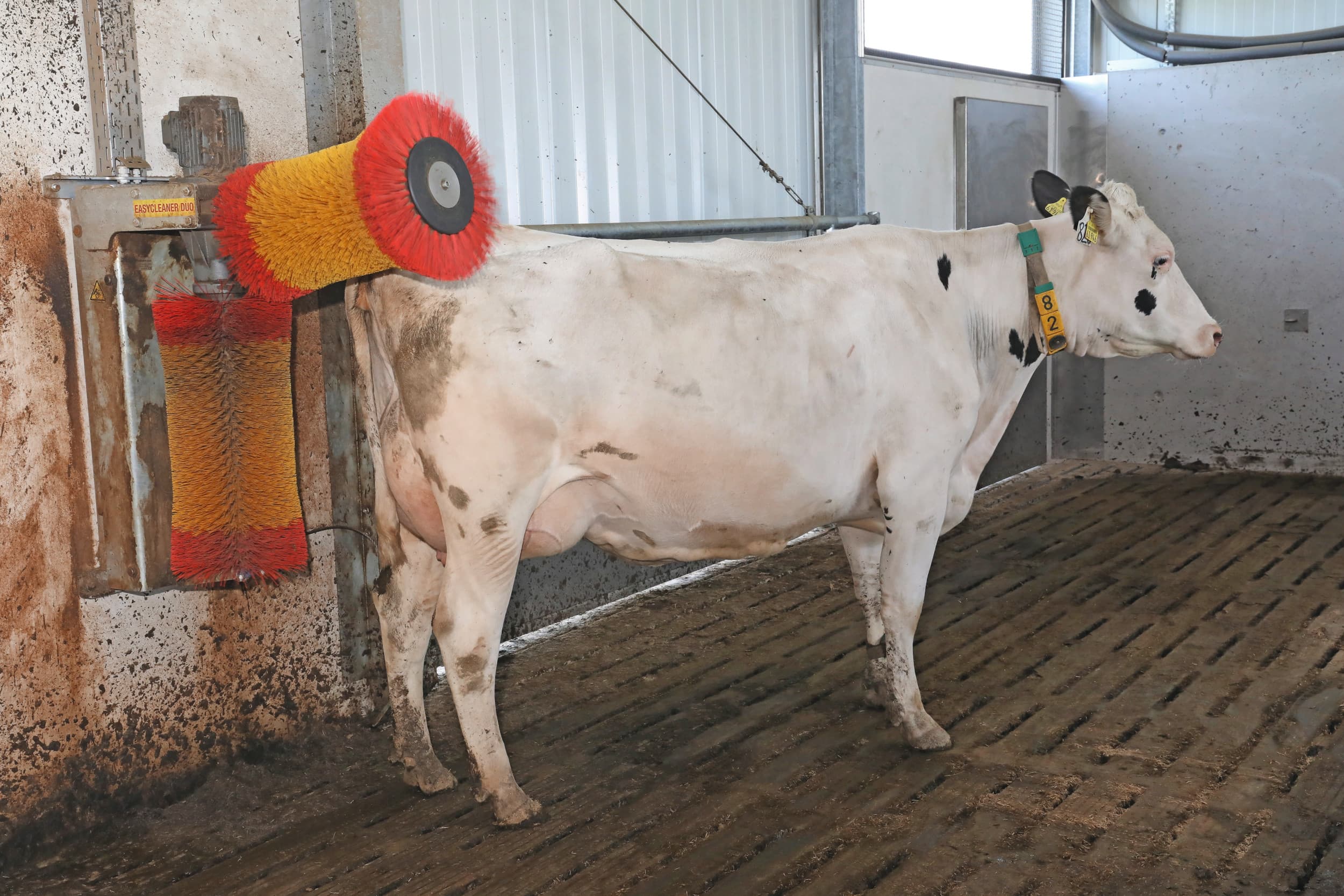 Boerin Miranda Nolten-Westerhof wil niet naar de boerderij ruiken. Terwijl zij haar haar verzorgt, krijgen de koeien hun eigen wellnessbehandeling. Foto: Henk Riswick