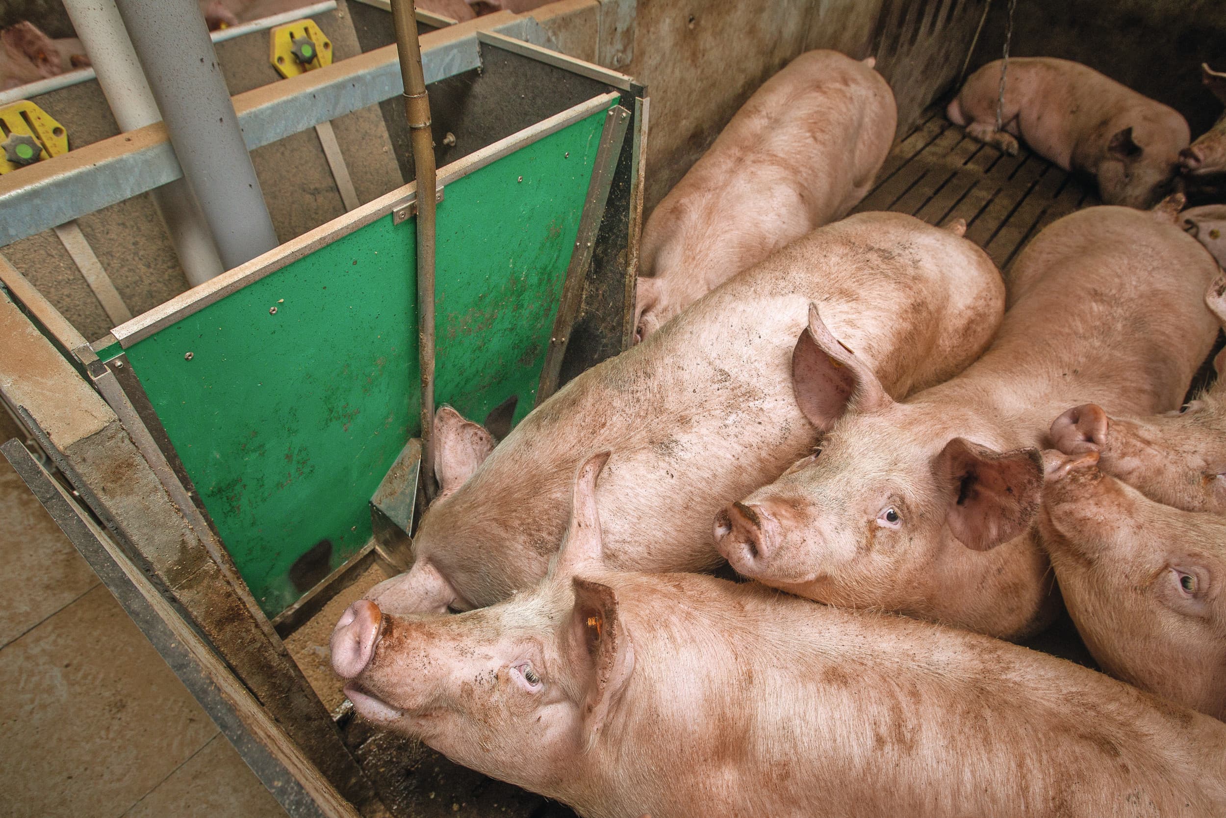 De afname van het aantal Vlaamse varkensbedrijven is sterker dan in andere veehouderijsectoren. Foto: Peter Roek