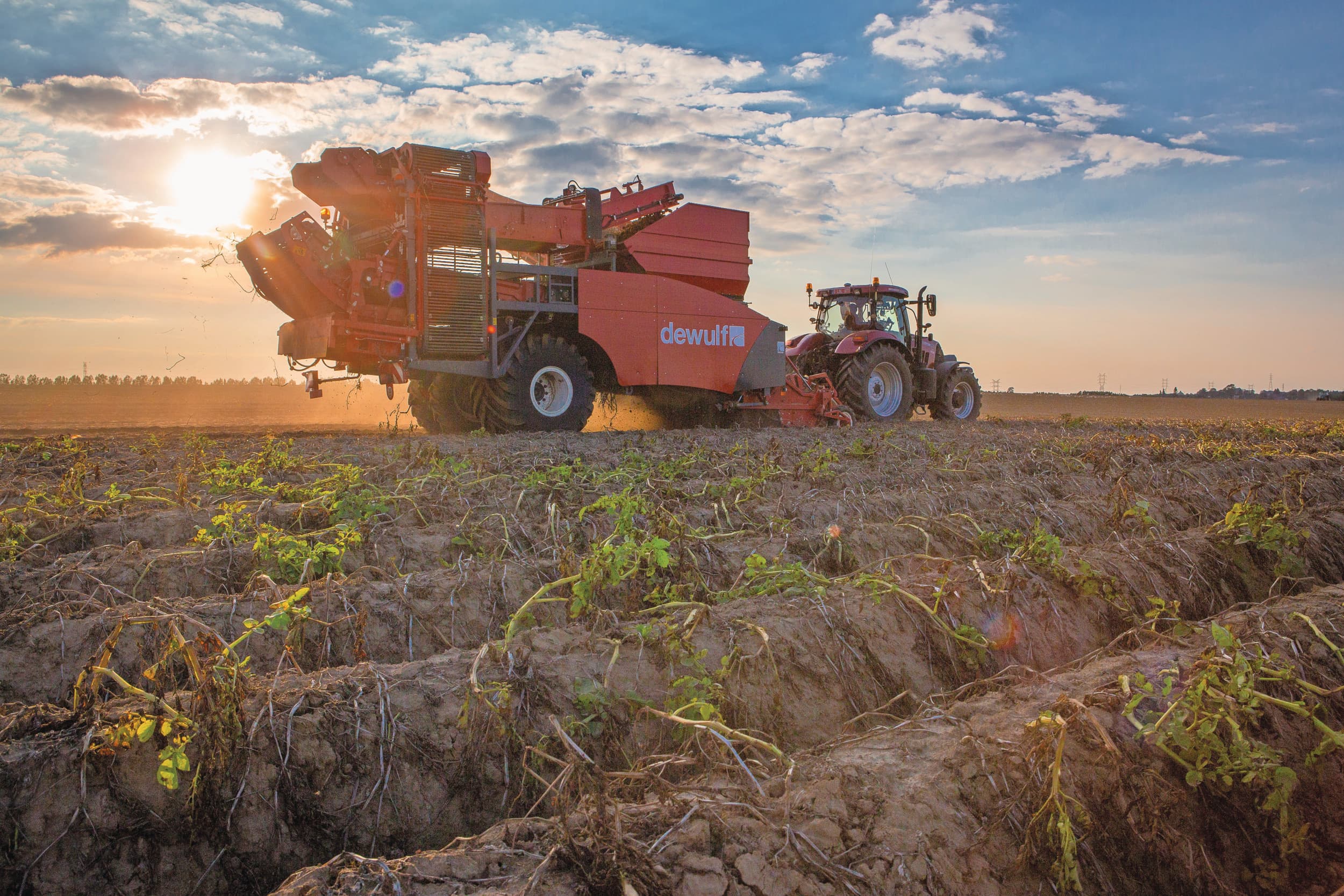 Het Franse aardappelareaal is volgens de jongste prognose dit jaar 30.000 hectare groter dan in 2024. Foto: Peter Roek