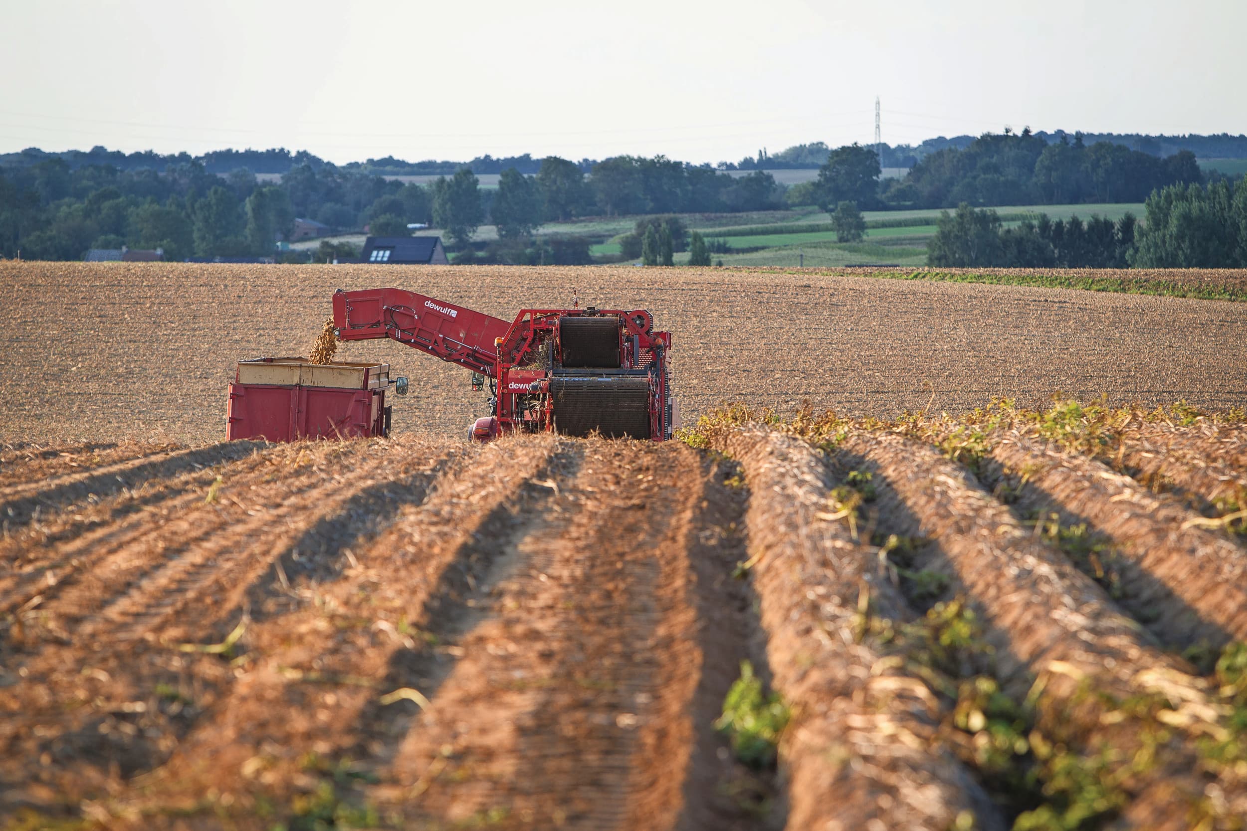 Aardappeloogst in Noord-Frankrijk. Foto: Peter Roek