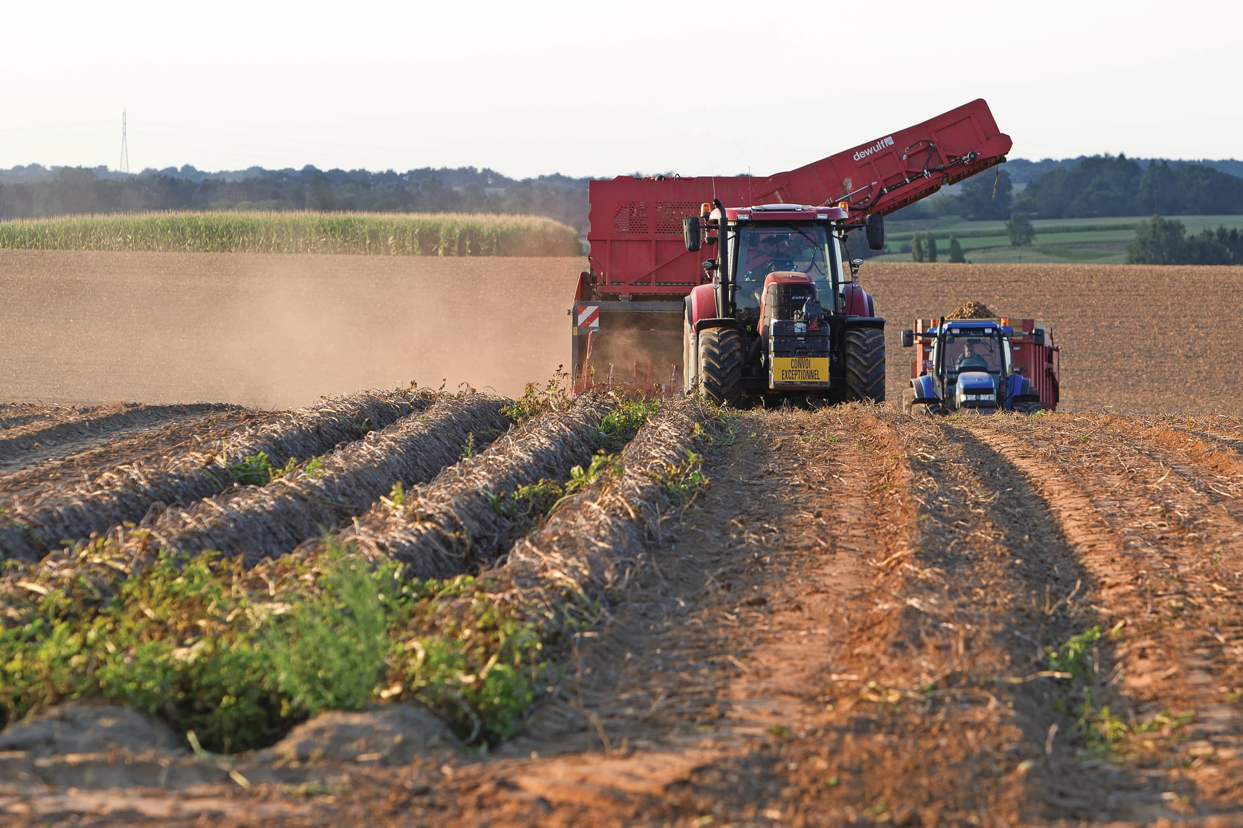 Aardappeloogst in Noord-Frankrijk. De komst van nieuwe telers in de aardappelsector zorgt ervoor dat het Franse areaal consumptieaardappelen met meer dan 10% groeit. Foto: Peter Roek