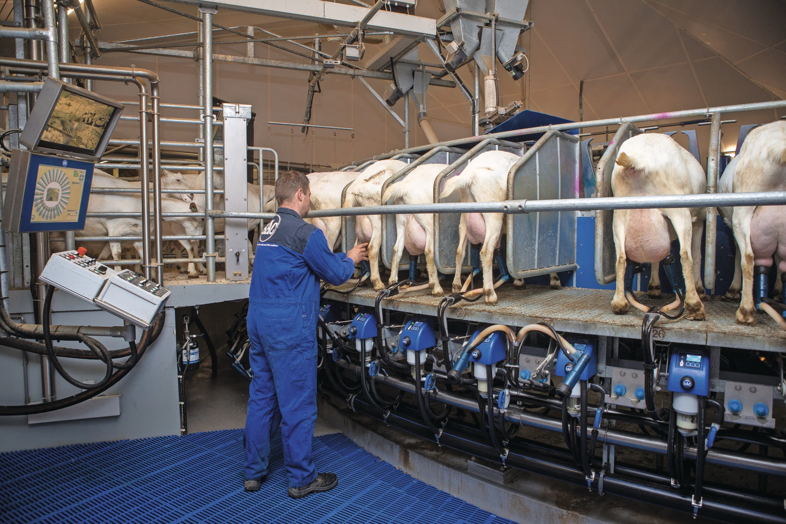 Geiten melken. In de veesectoren eisen de dieren 24 uur per dag en 7 dagen in de week aandacht en aanwezigheid. Foto: Peter Roek