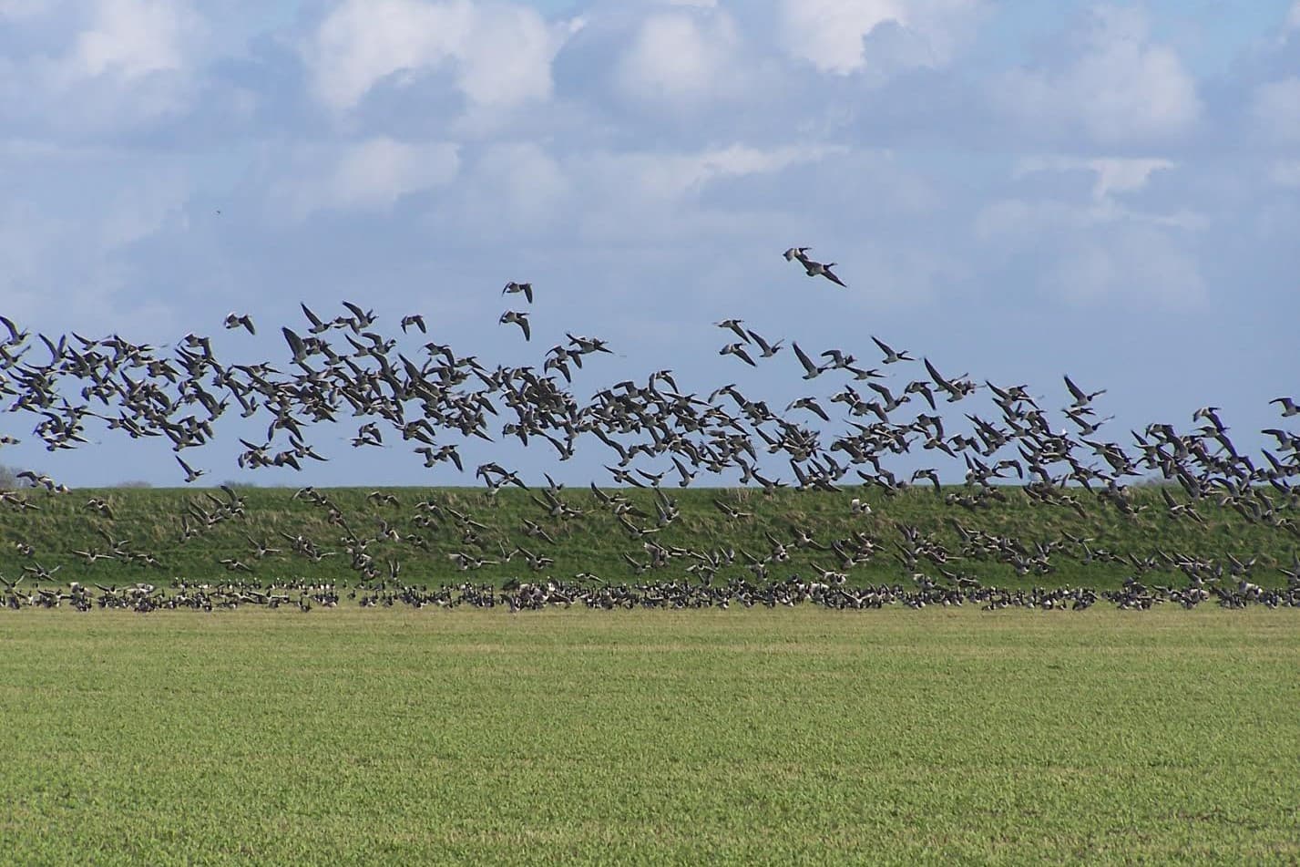 Ganzen veroorzaken veel faunaschade op graslanden in Zuid-Holland. De provincie keerde vorig jaar in totaal €11,2 miljoen uit aan schadevergoeding. Foto: Peter Roek