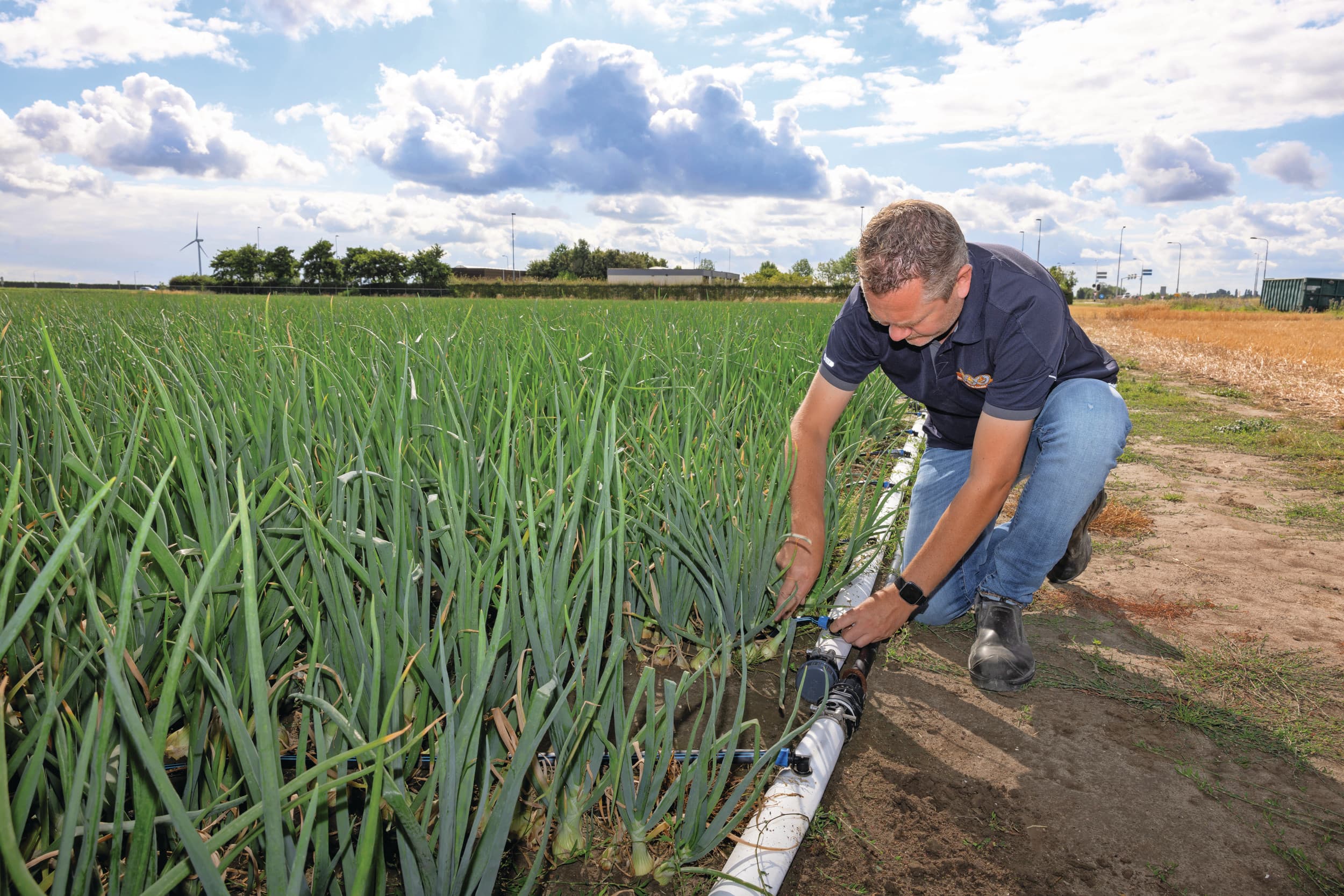 Door druppelirrigatie kunnen telers de weerbaarheid van hun uien versterken, het watergebruik verminderen en beter inspelen op veranderende weersomstandigheden. Foto: Peter Roek