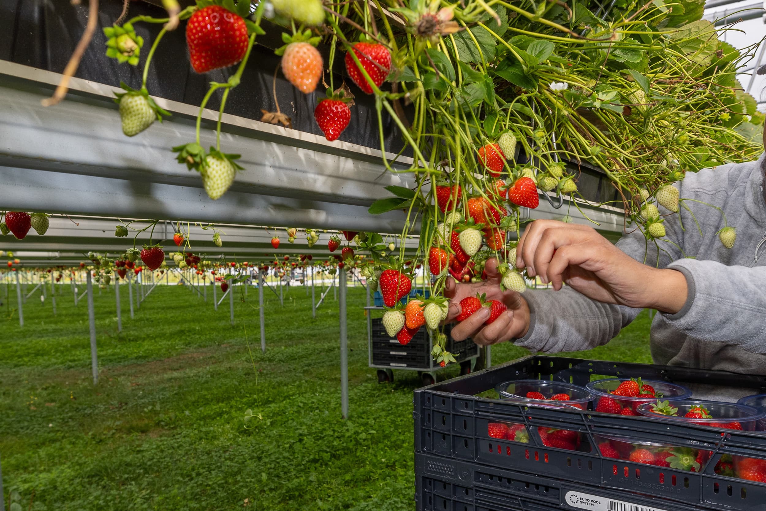 Een werknemer plukt aardbeien op een veld in Californië. In de Amerikaanse tuinbouw, vooral in staten als Californië, werken veel immigranten zonder verblijfsvergunning. Boeren vrezen grote schade als president Trump zijn voornemen doorzet om deze groep massaal uit te zetten. Foto: Peter Roek