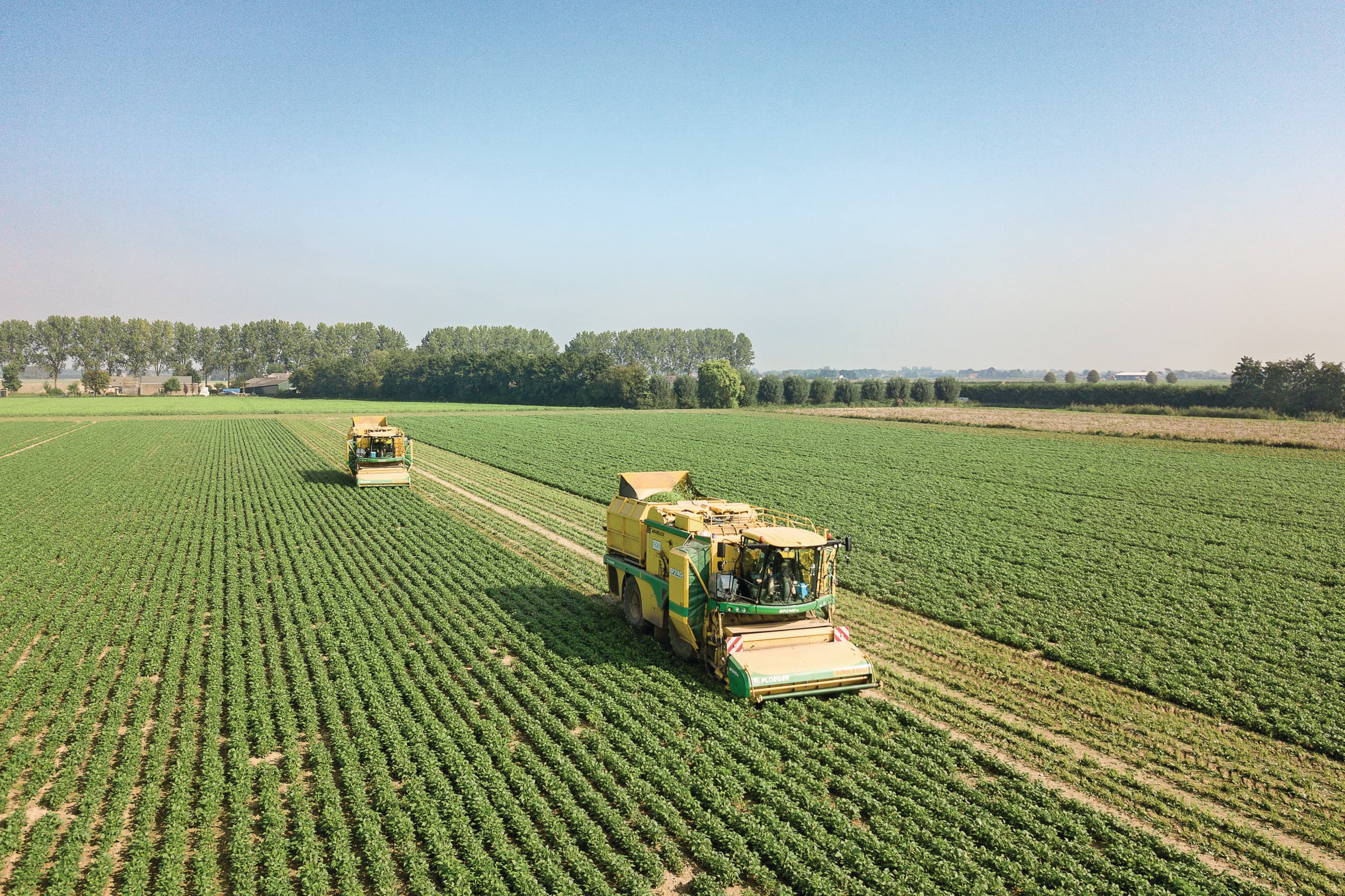 Oogst van sperziebonen voor diepvries in Brabant, vorig jaar. Foto: Peter Roek