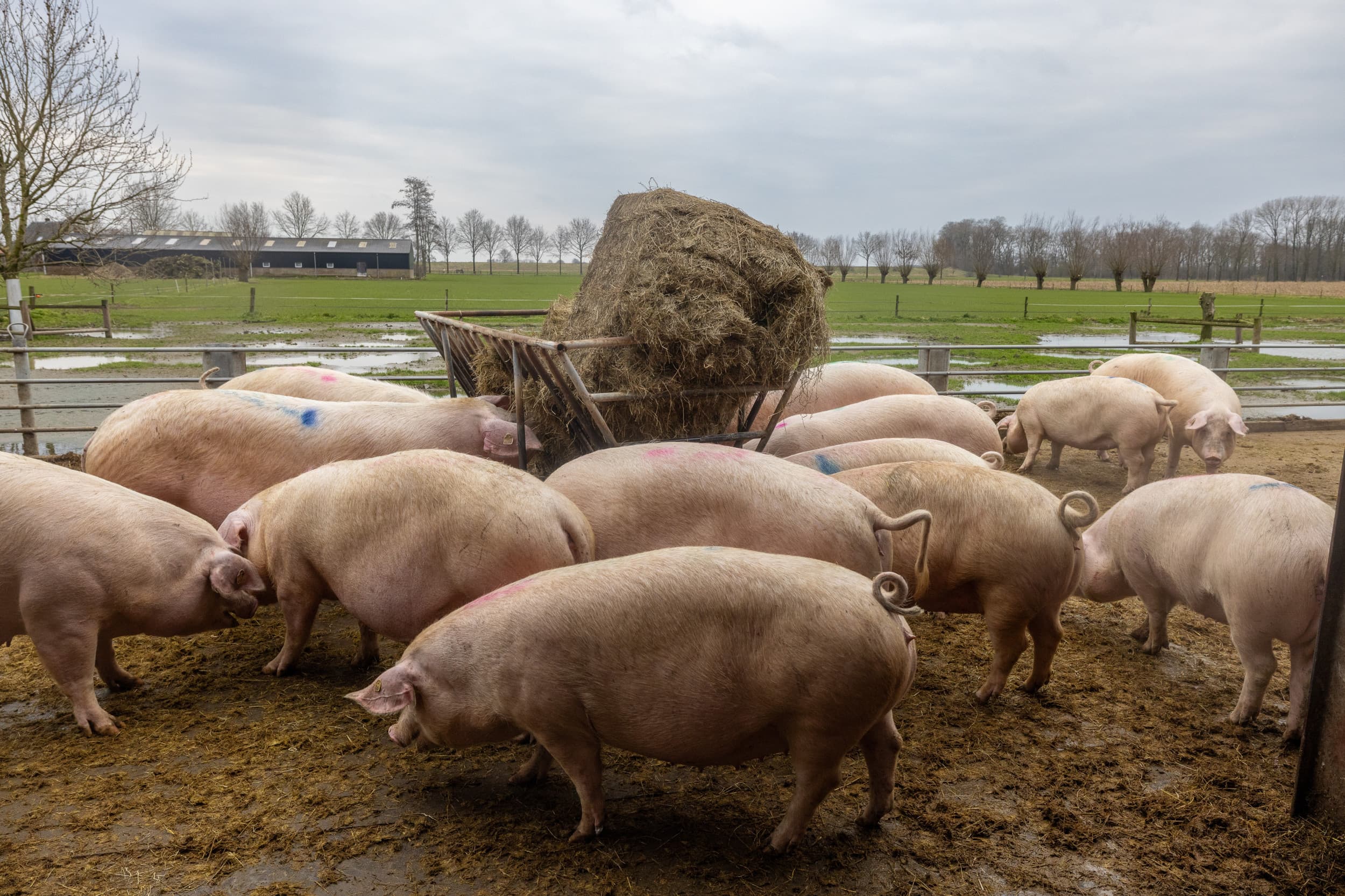 convenant dierwaardige veehouderij