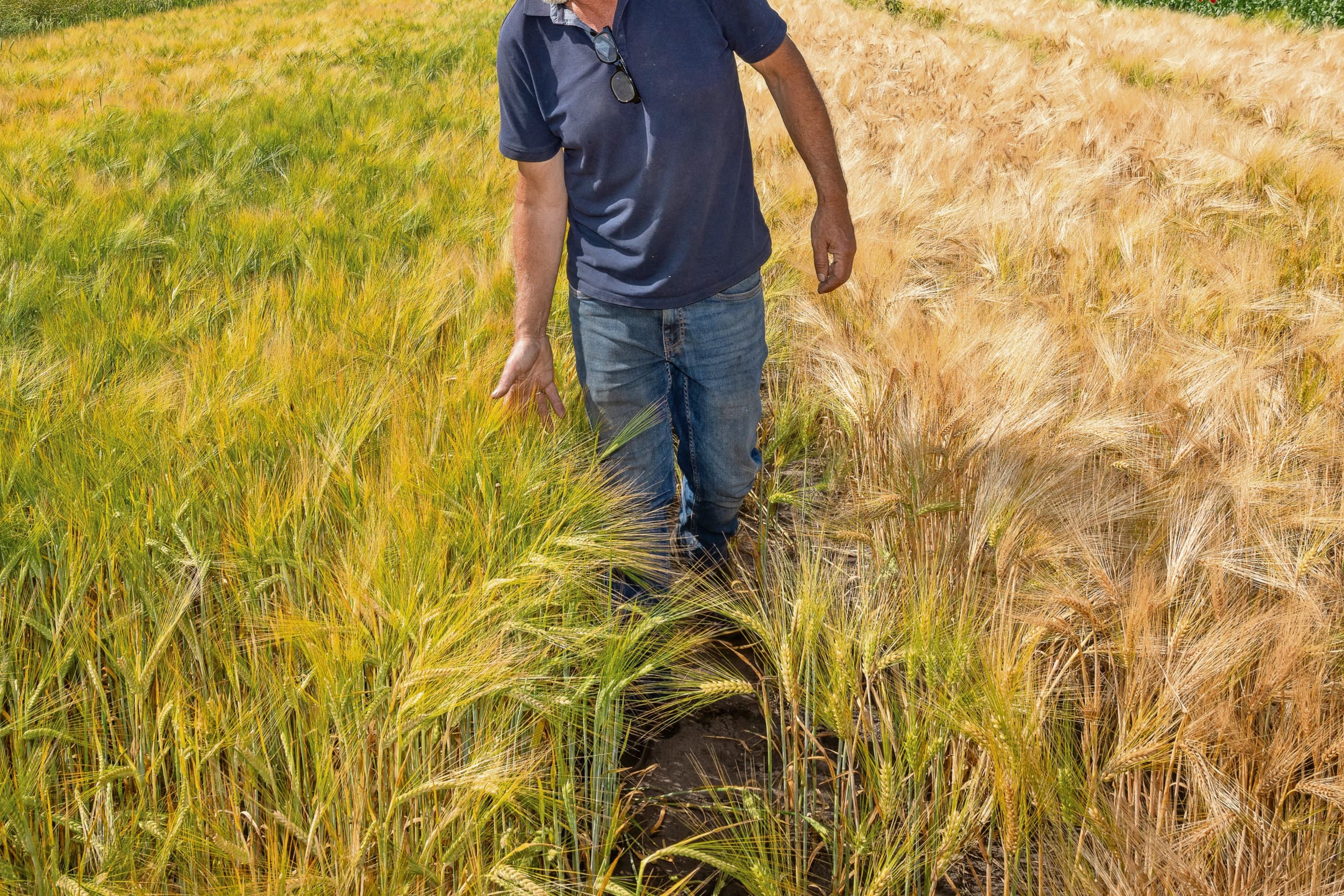 FarmPlus keert tot €60 per ton na op tarwe en gerst van oogst 2024. Prijzen hoger dan vorig jaar, maar teelt blijft lastig rendabel. Foto: Peter Roek