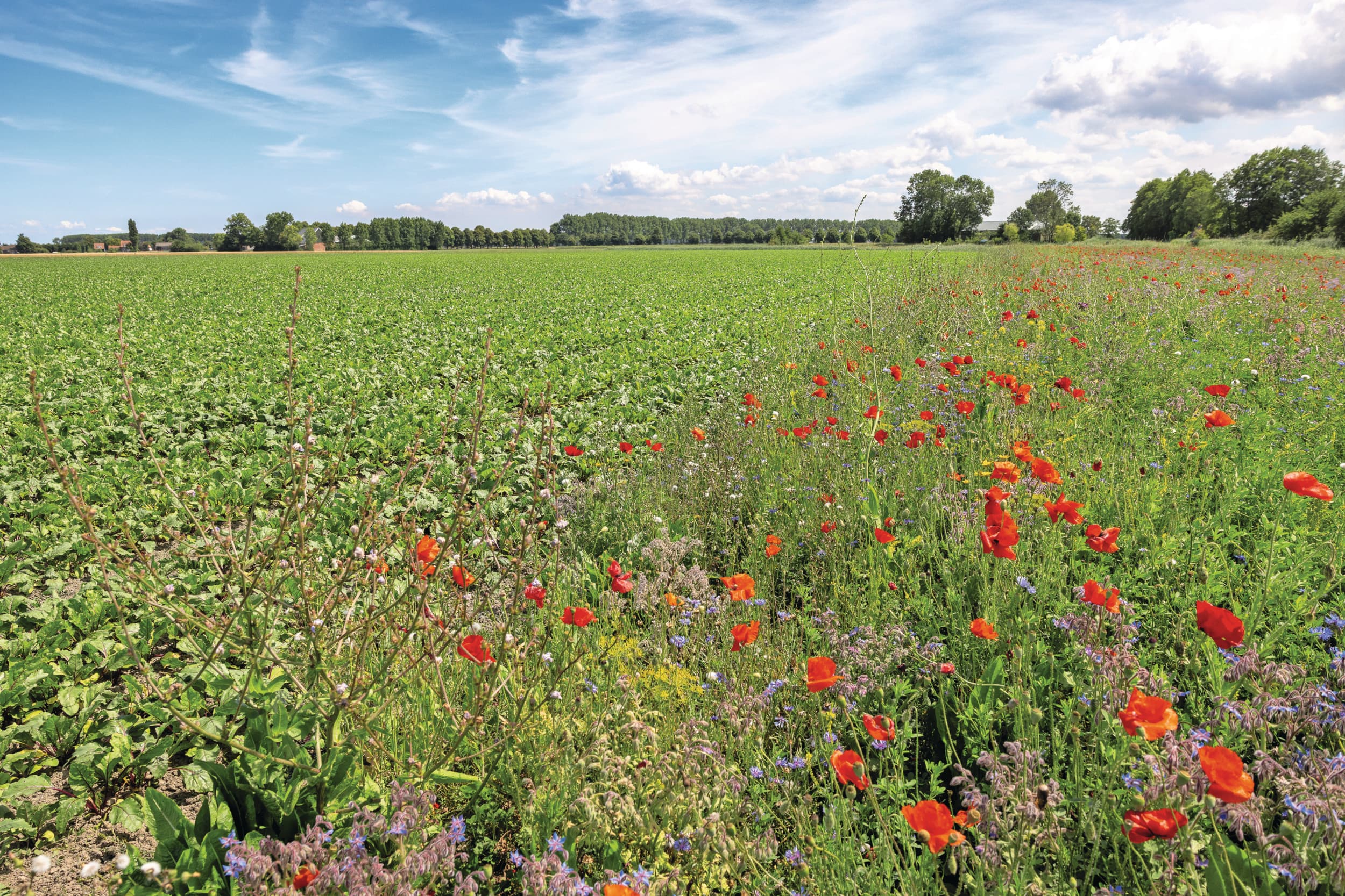 Akkerranden zijn een van de eco-activiteiten in het GLB. Foto: Peter Roek.