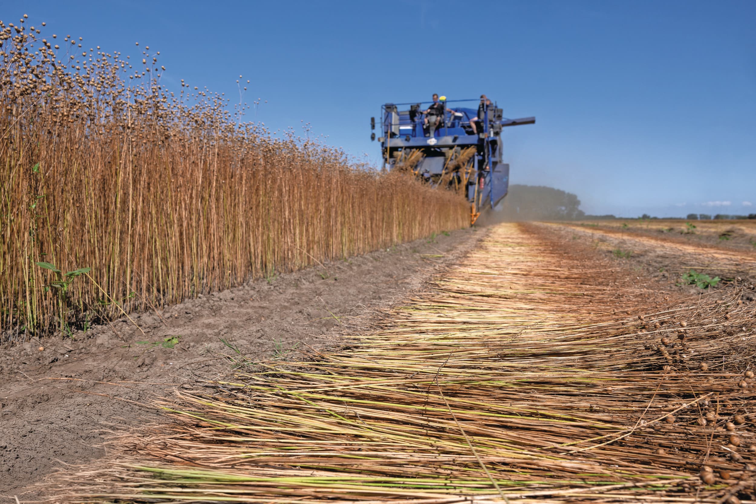 Half juli wordt vlas geoogst in Wilhelminadorp, nabij het Zeeuwse Goes. Ontzaad stro leverde ruim 5 ton per hectare op (minder dan vorig jaar), zaad gemiddeld 1.000 kilo per hectare (vorig jaar 750 kilo), aldus vlasbedrijf Van de Bilt. Foto: Peter Roek