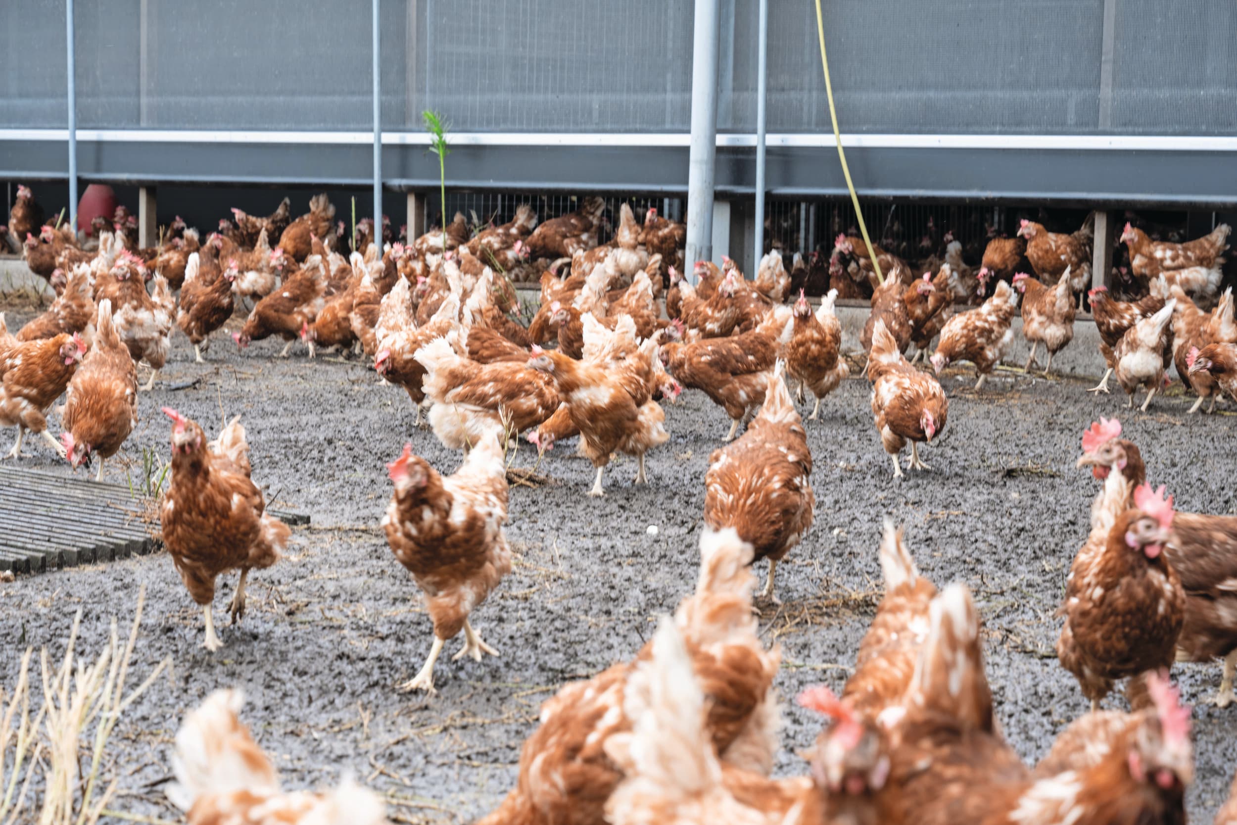 Meer besmettingen met Salmonella bij legkippen. Minister Wiersma eist actie van de sector en overweegt extra maatregelen. Foto: Michel Velderman