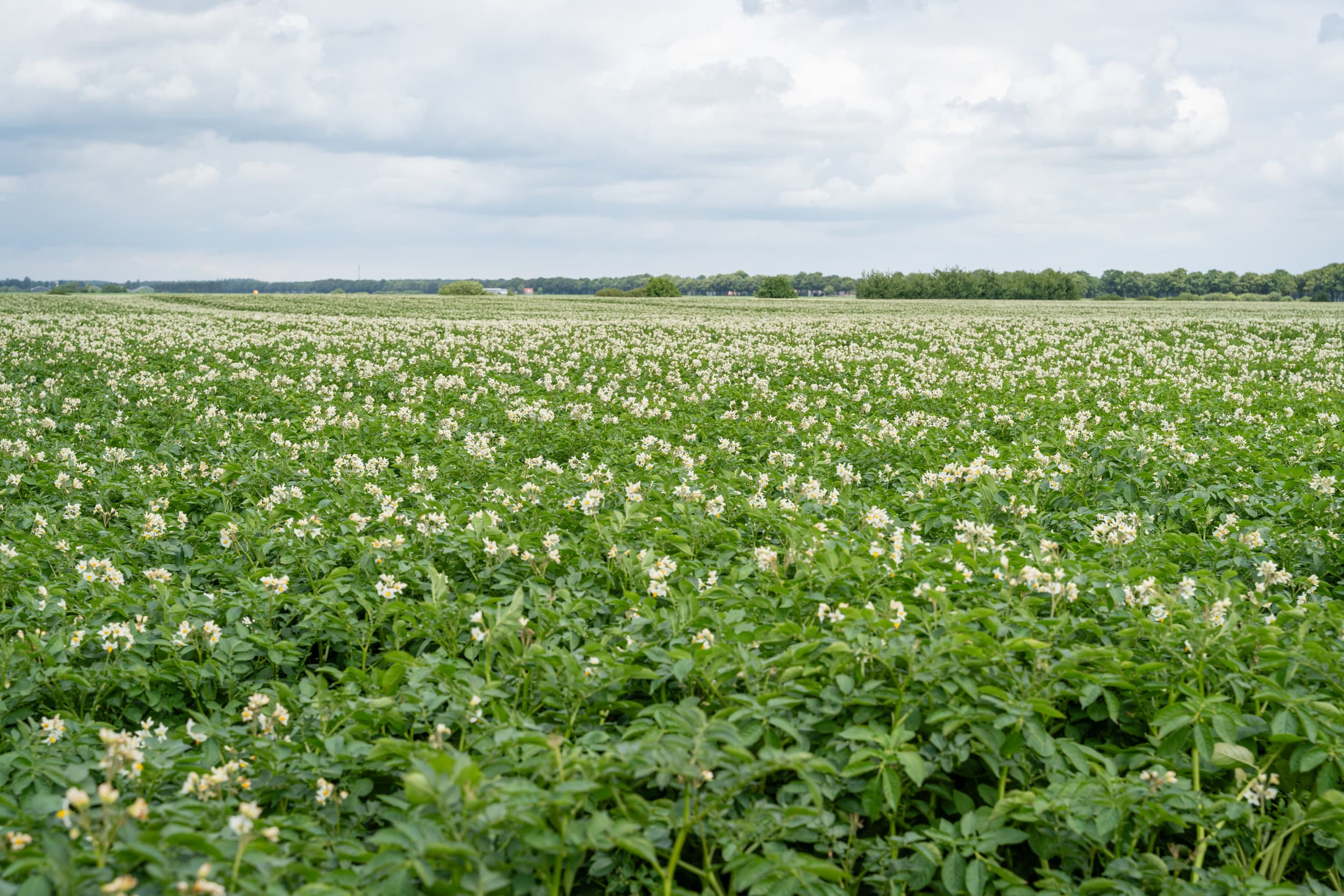 Na jaren van hoge aardappelprijzen lijkt het in 2025 gedaan met de mooie prijzen, want de prijs voor vroege aardappelen begint uitzonderlijk laag. Foto: Andrea van Schaik Fotografie