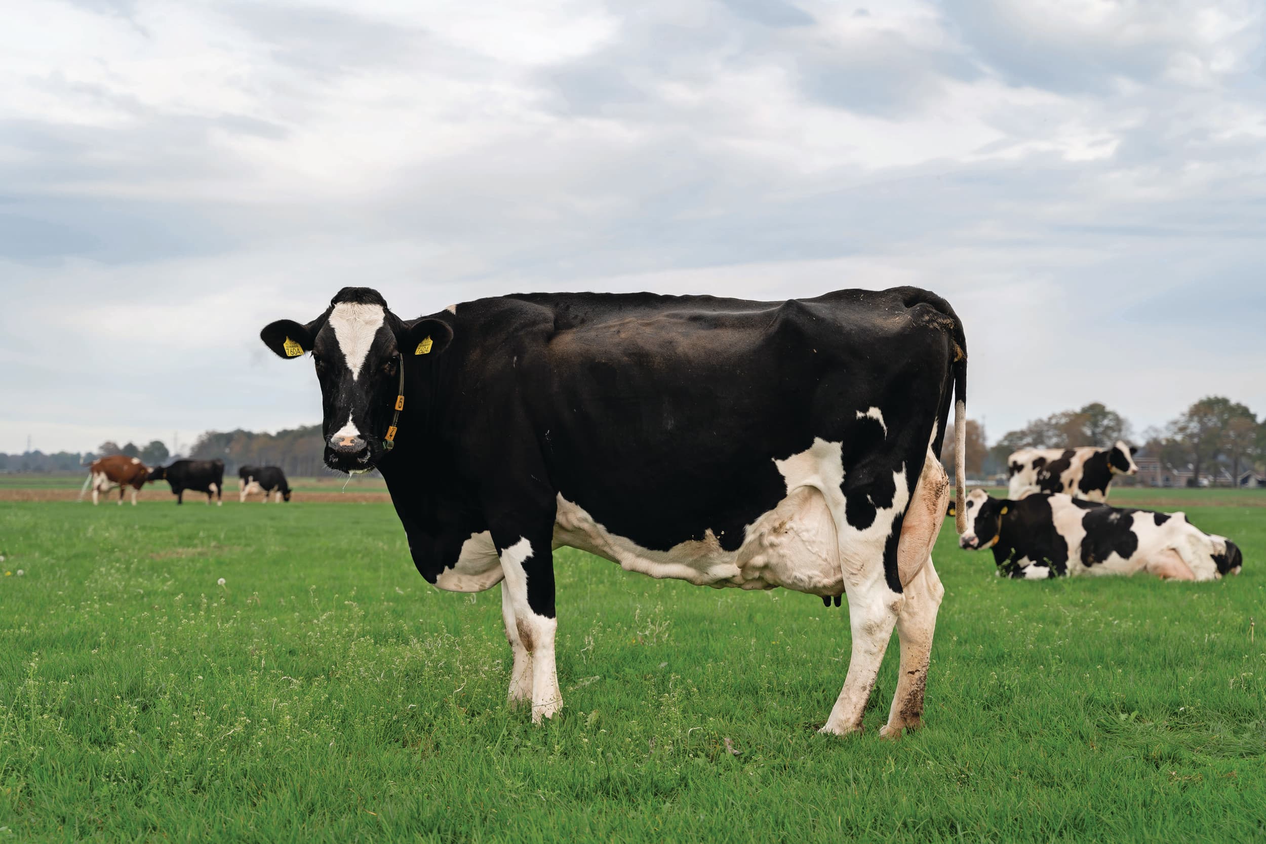 De levensproductie van de Nederlandse koeien bij afvoer lijkt te stabiliseren rondom de 38.000 kilo melk. Foto: Andrea van Schaik
