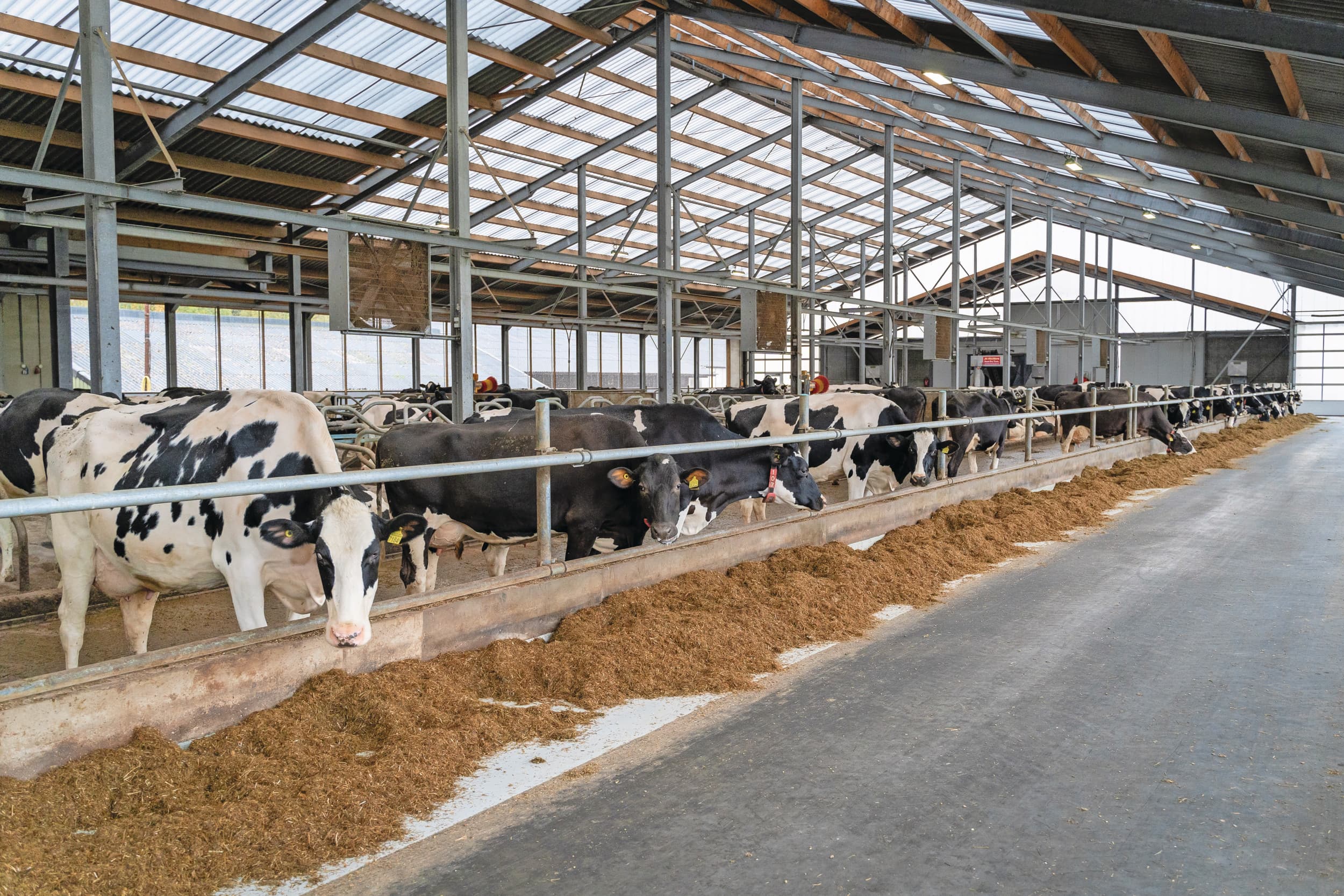 gangbare melkveehouderij
