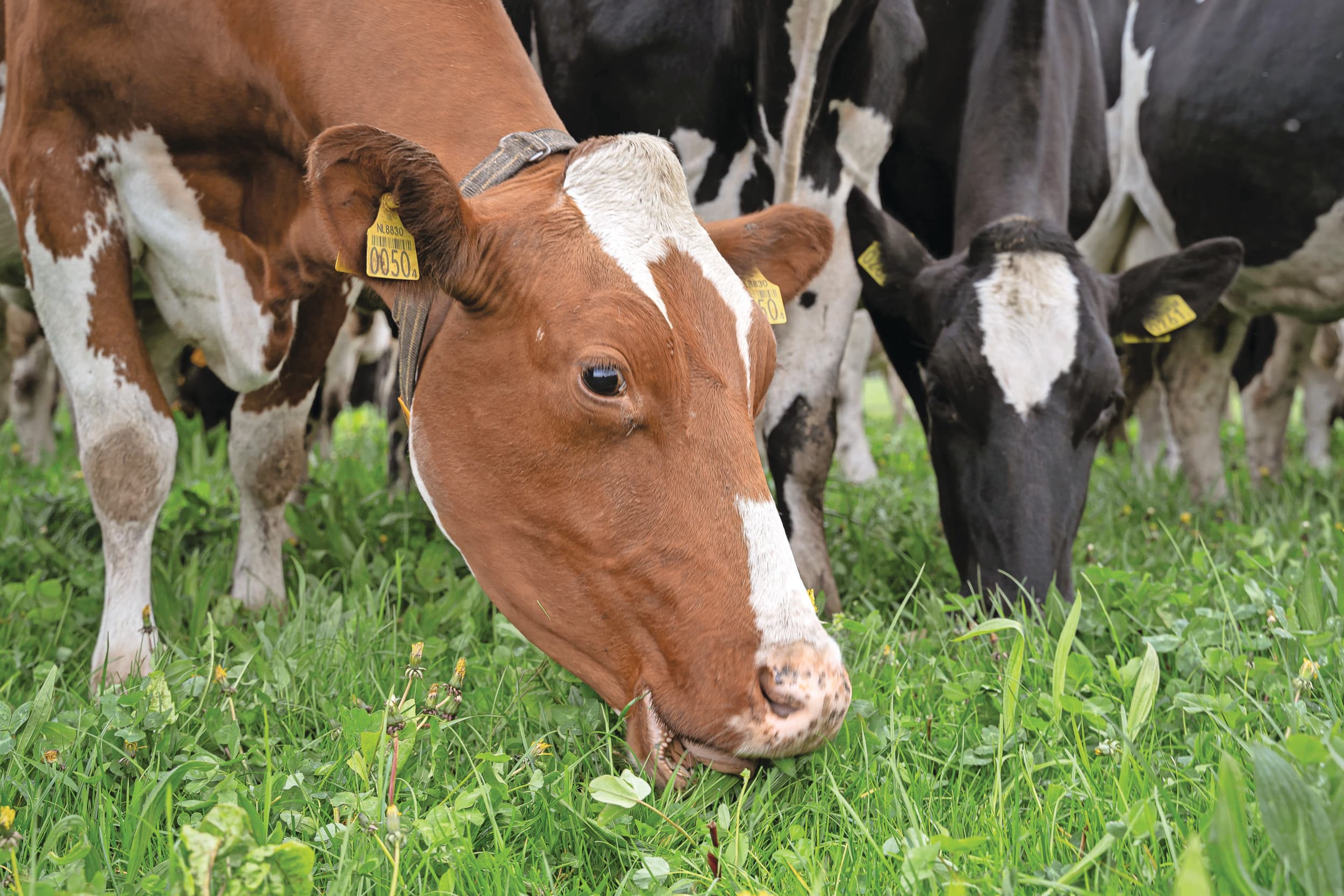 ACM Lactalis