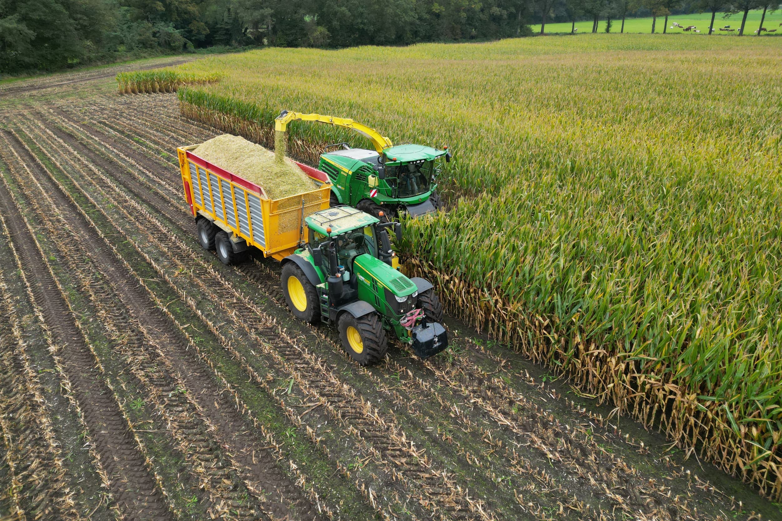 Snijmaiskern Markelo stelt de adviesprijs voor 100-puntenmais dit jaar vast op €1.850 per hectare, €150 lager dan vorig jaar. Foto: Boerderij