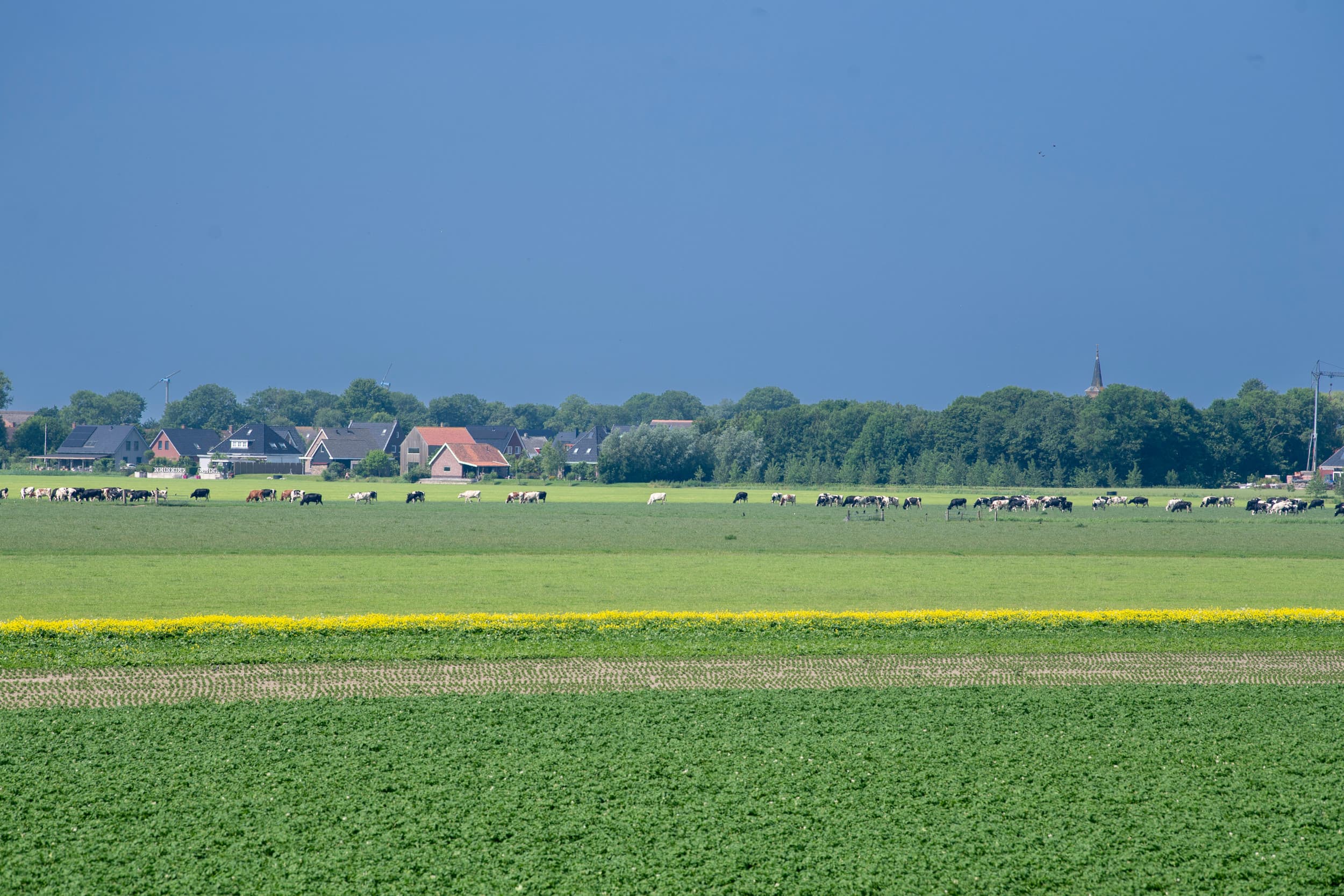 Noord-Holland sluit stikstofakkoord met boerenorganisaties. Doel: 30% minder uitstoot in 2035, vooral via doelsturing en inzet KringloopWijzer. Foto: Mark Pasveer