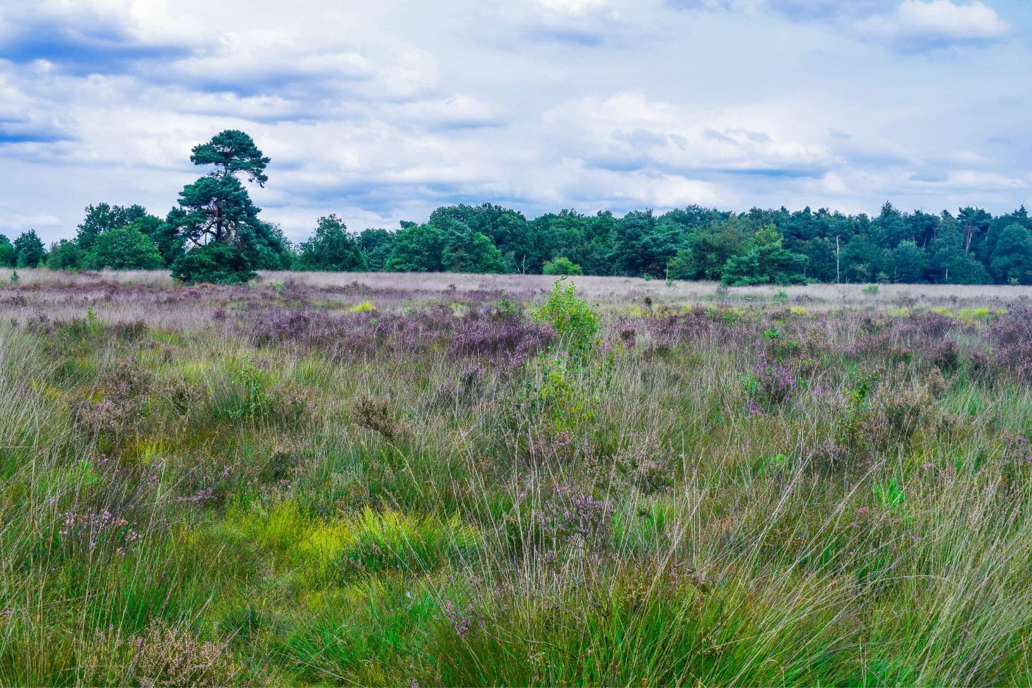 Ambtenaren adviseren Wiersma om stikstofondergrens van 1 mol niet in te voeren. Ze vrezen juridische problemen en schadeclaims van boeren. Foto: Canva/Yvonne Keulaars