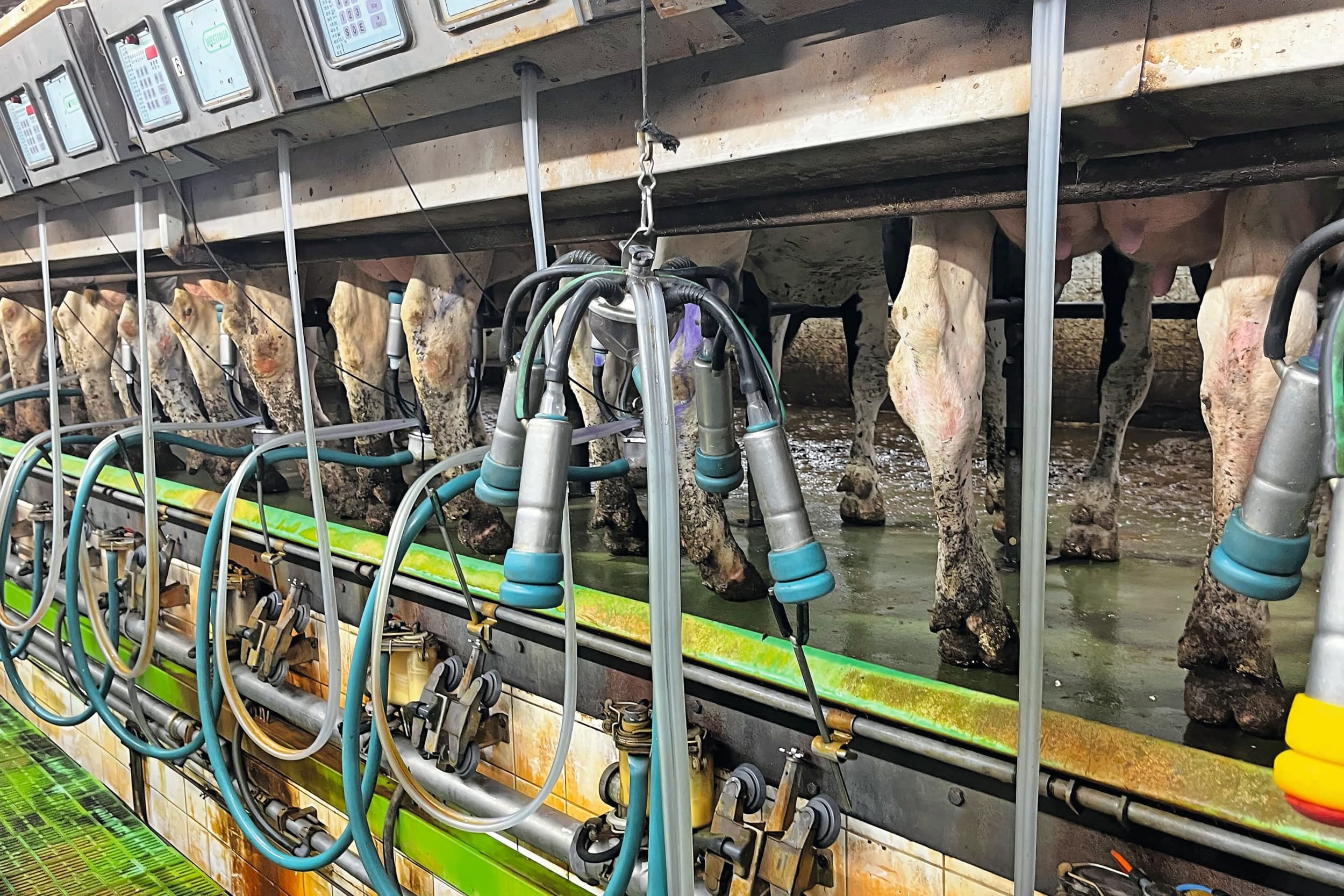 Via de Subsidieregeling Extensivering Melkveehouderij (SEM) kunnen melkveehouders tegen vergoeding drie jaar lang 10 tot 20% minder koeien gaan melken. Hoe hoog de vergoeding is, is nog niet bekend. De regeling is nog niet goedgekeurd door Brussel. Foto: Jaqueline Hermsen