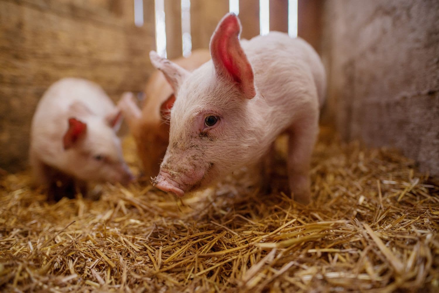 De Nederlandse varkenshouderij krimpt, maar vernieuwt tegelijk. Minder bedrijven, meer innovatie: van slimme stallen tot duurzame productie. Foto: Canva/dusanpetkovic