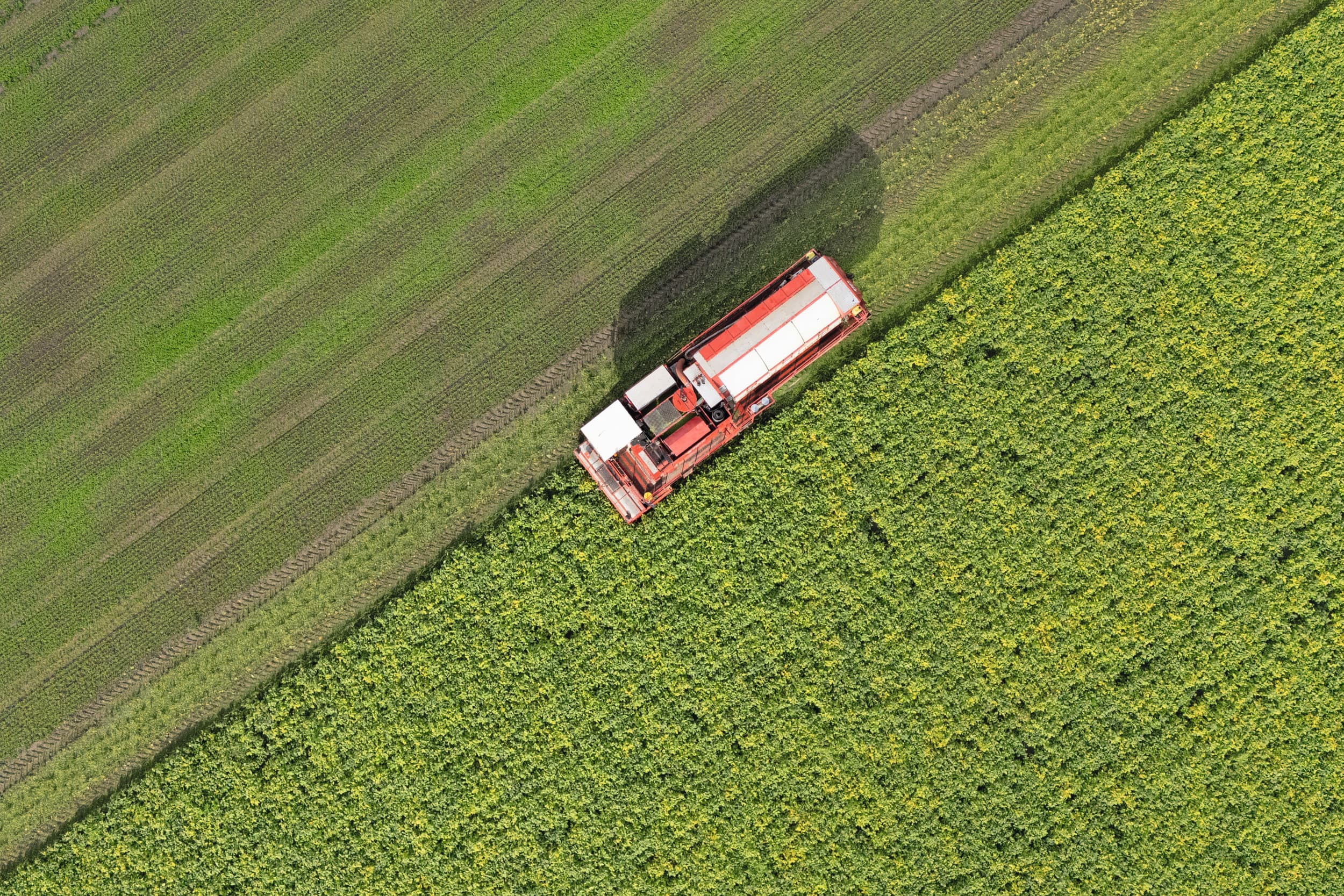 Oogst van edamameboontjes bij akkerbouwer Harry Schreuder in Swifterbant (Fl.). De oogst verliep snel en goed. De loonwerker gebruikt oude, omgebouwde erwtenplukmachines met een speciale zeef, waardoor de verse sojaboontjes niet beschadigen. Foto: Ton Kastermans Fotografie