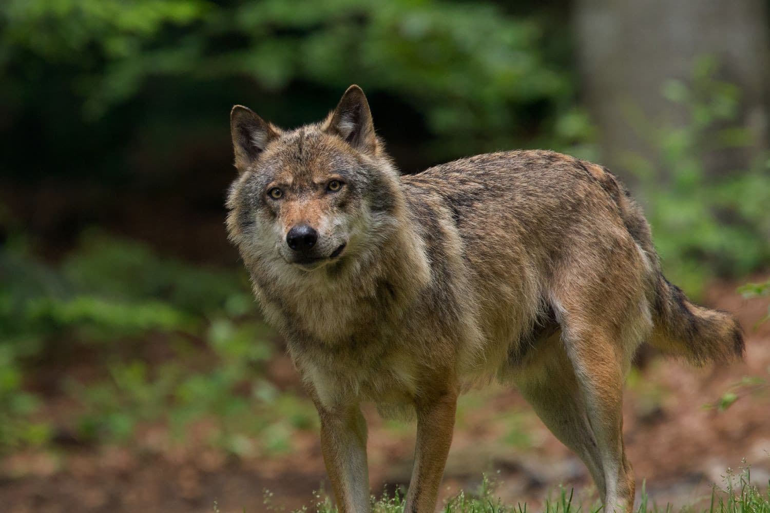 Wolf die wandelaarster beet mag worden afgeschoten, oordeelt rechter. Bij Vierhouten werd gisteren, woensdag 23 juli, een hond gegrepen door een wolf. Foto ter illustratie. Foto: Canva/RobChristiaans