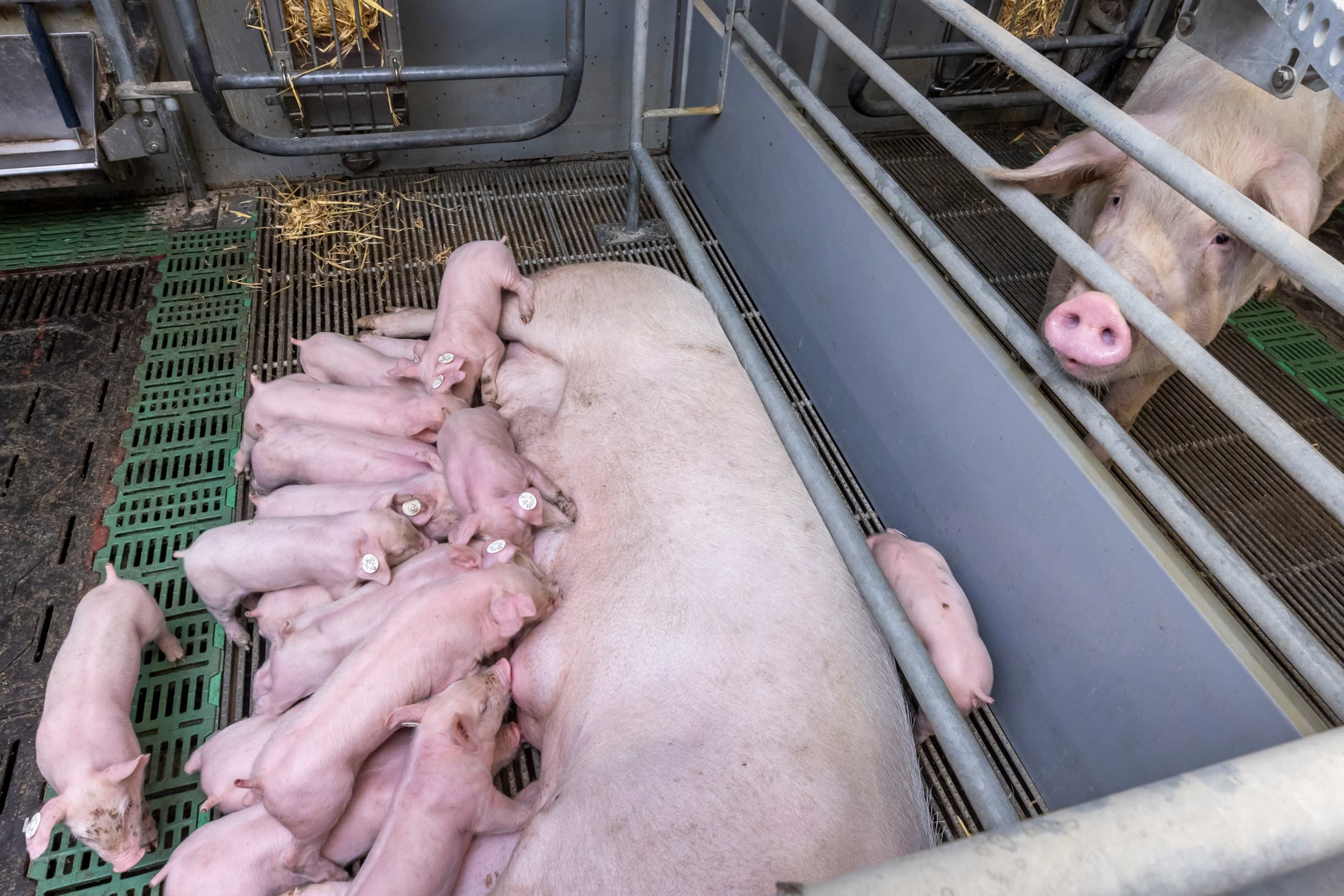 Vrijloopkraamhokken worden per 2040 verplicht voor zeugenbedrijven. Foto: Koos Groenewold