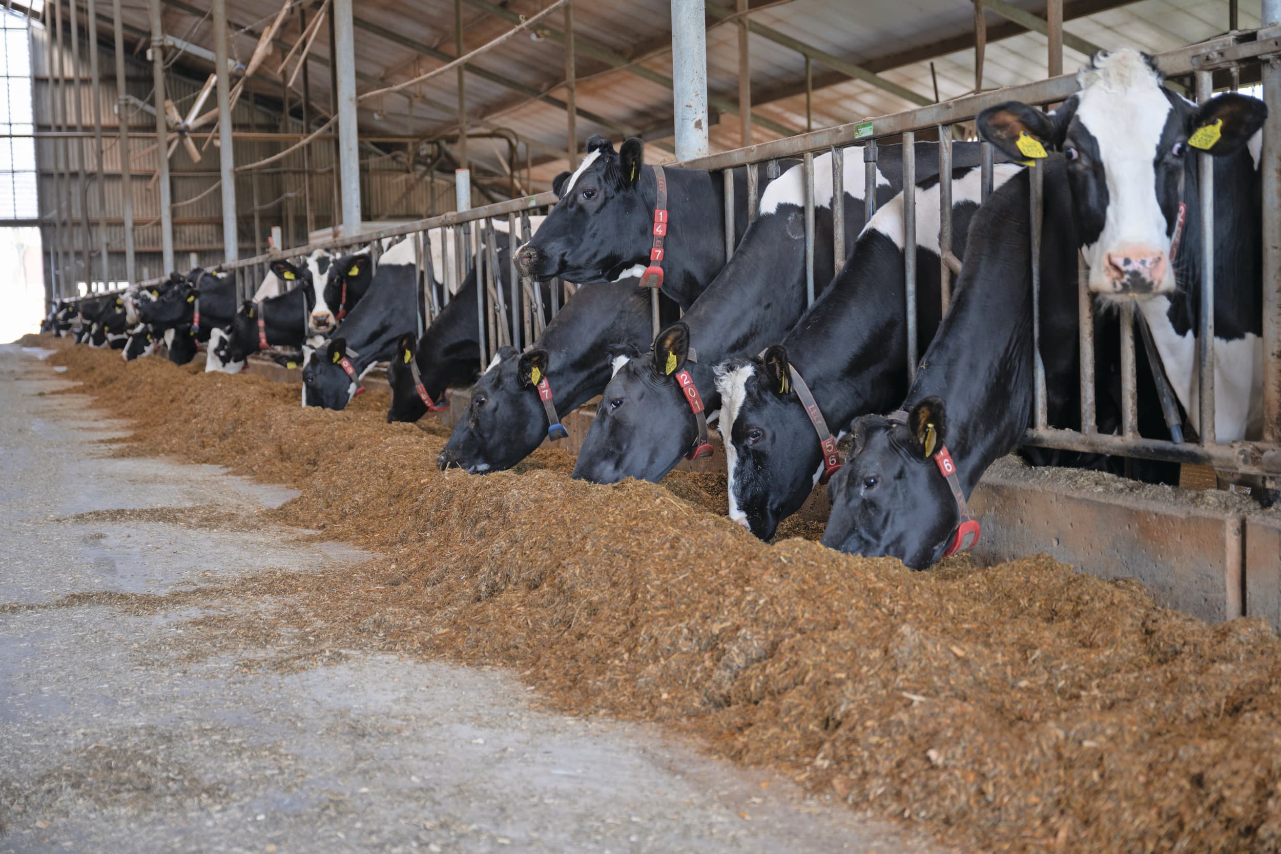 Het saldo van de melkveehouderij over de maand mei is, net als dat van andere veesectoren, een stuk hoger dan het langjarig gemiddelde. Foto: Michel Velderman