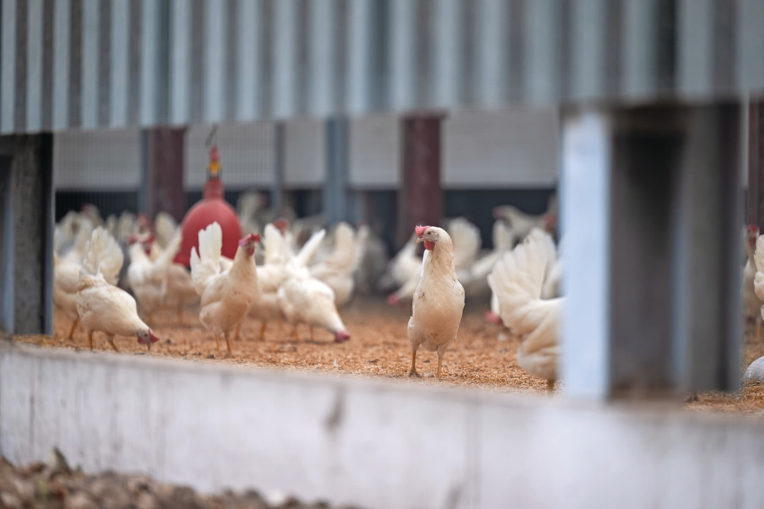 In de pluimveehouderij neemt de liquiditeit sterk toe in de tweede helft van 2025, verwacht ABN Amro. Foto: Michel Velderman