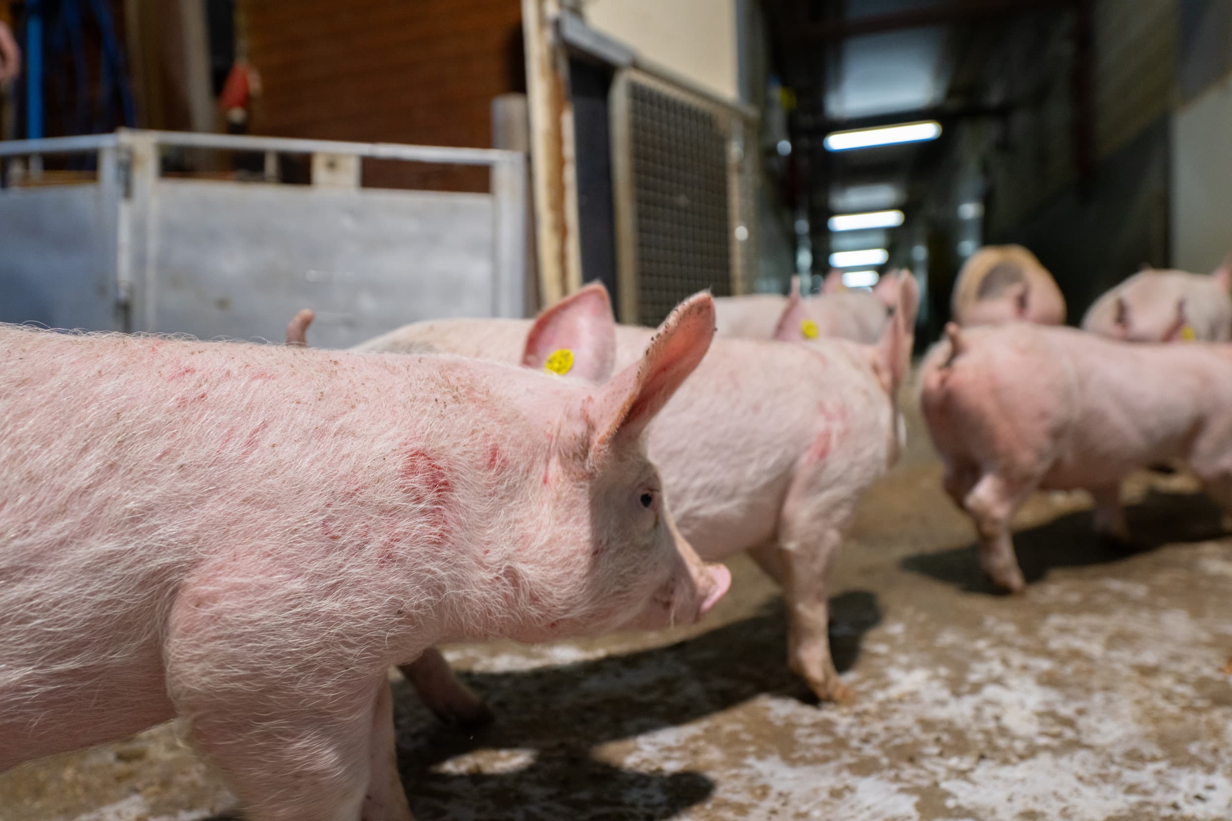 Het lossen van biggen. De Tweede Kamer wil snel een lagere temperatuurgrens bij diertransport. Minister Wiersma wacht nog op de inventarisatie van sector en NVWA. Foto: Michel Velderman