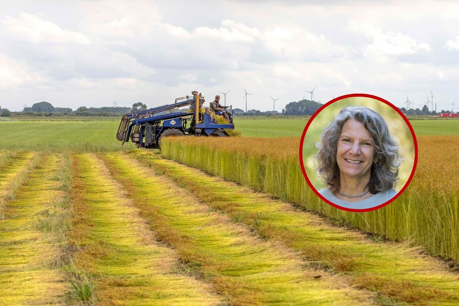 Vezelgewassen zoals vlas en hennep bieden kansen voor woningbouw met biobased materialen, mits er stabiele vraag en regionale ketens zijn. Een interview met Karin Sluis, commissievoorzitter en raadslid van de Raad voor de leefomgeving en infrastructuur. Foto’s: Rob ter Bekke (inzet) en Koos van der Spek, beeldbewerking