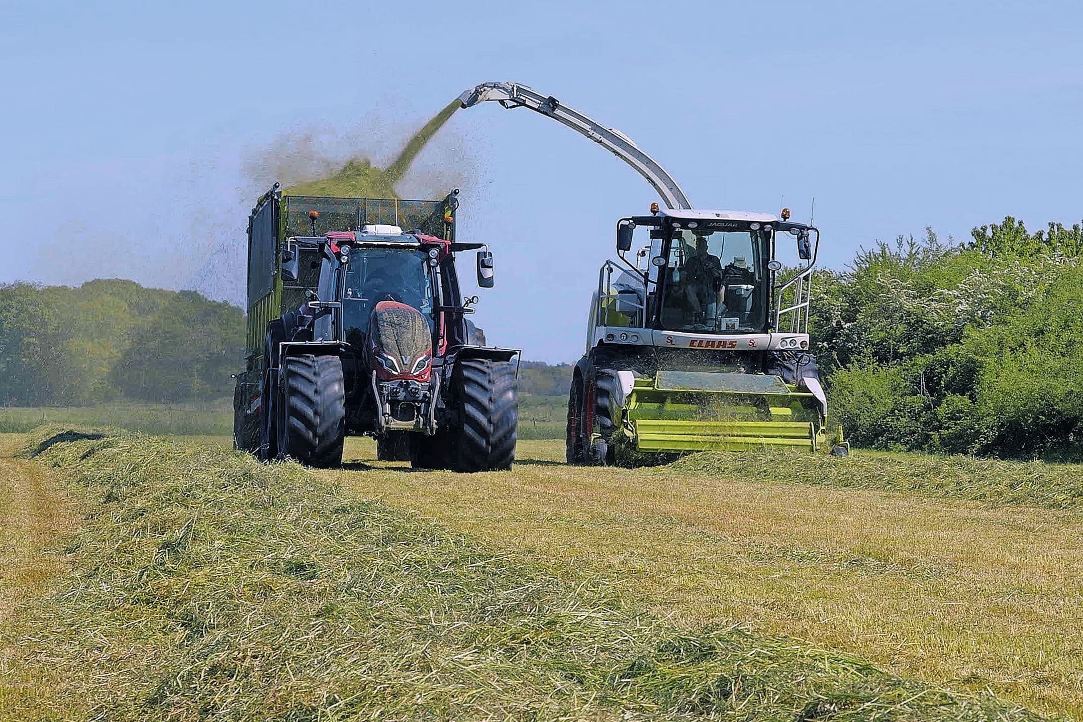 Gras inkuilen op 30 april. De gemiddelde voederwaarde van kuilen uit deze periode is bovengemiddeld. Foto: Boerderij