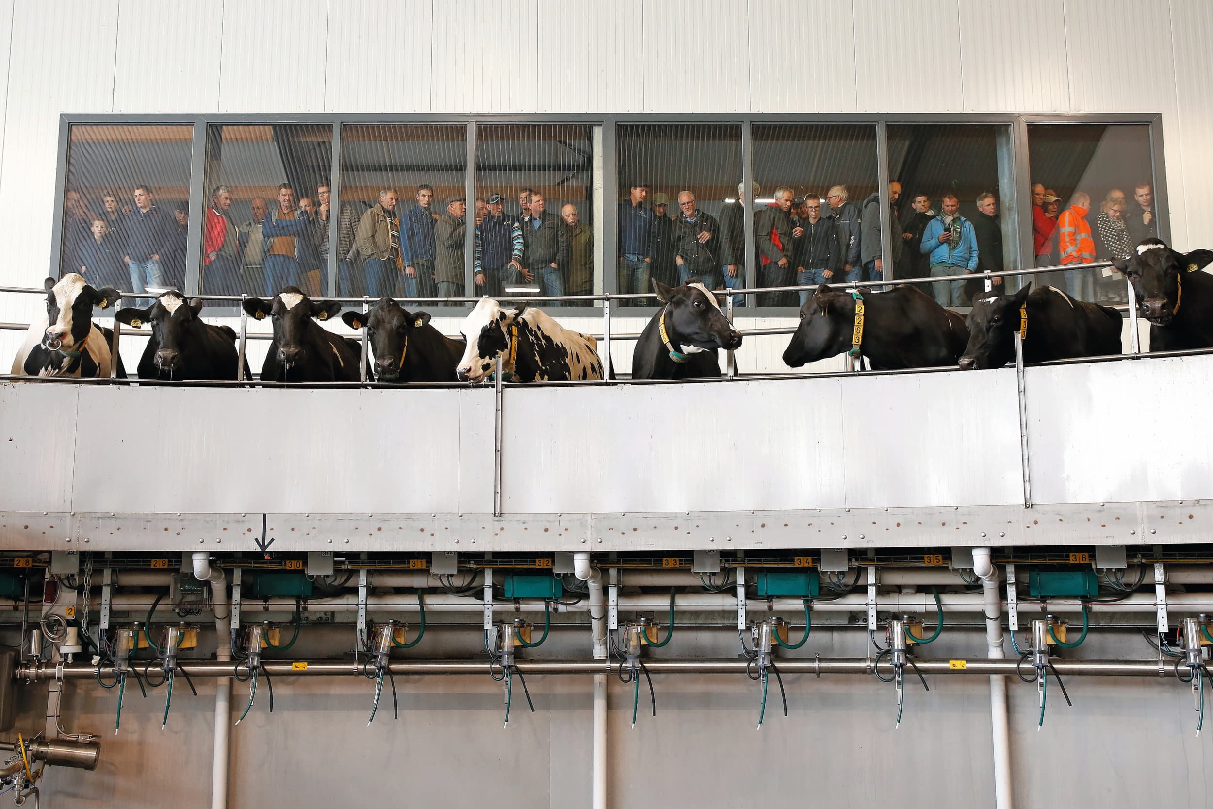 De 80-stands melkstal bij Vreba Melkvee waarin de koeien drie keer per dag worden gemolken. Het faillissement van de drie Vreba-bedrijven veroorzaakte veel ophef. Velen dachten dat ook het melkveebedrijf Vreba Melkvee, het grootste melkveebedrijf van Nederland, failliet was verklaard. Dat was niet het geval. Foto: Hans Prinsen