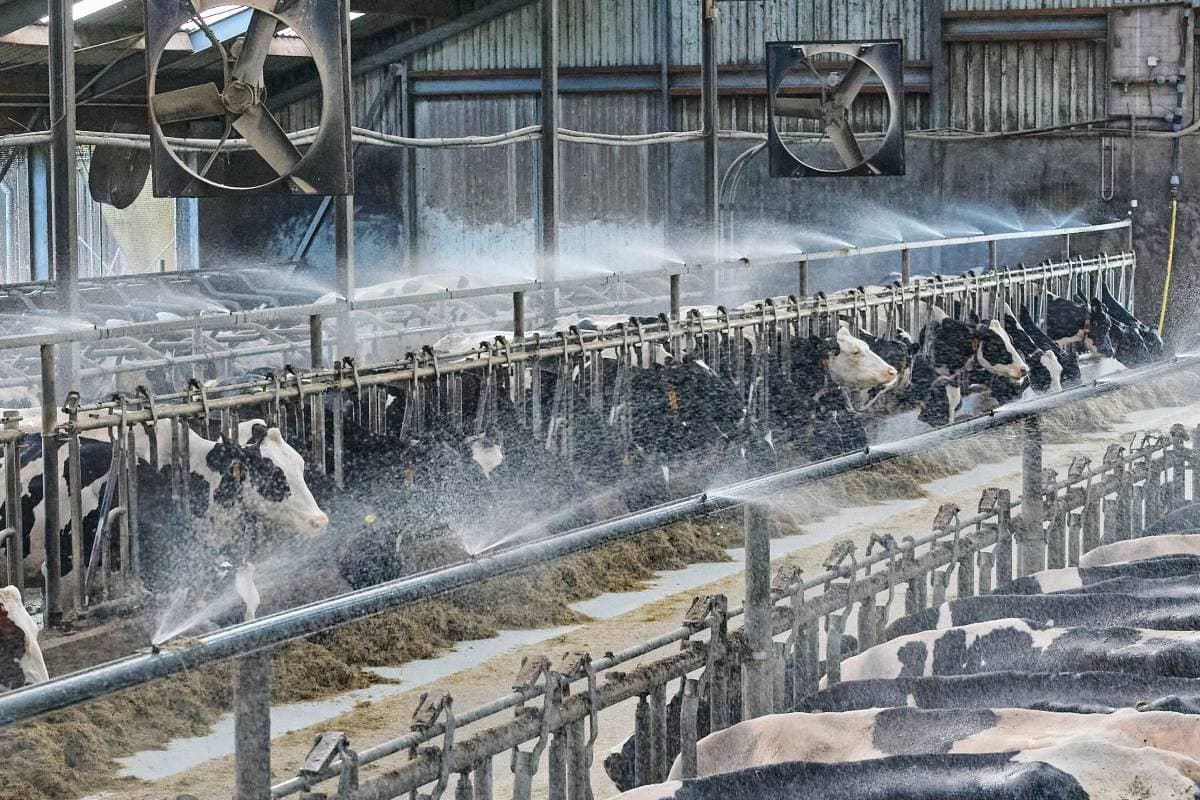 Koelingssysteem tegen hittestress. Vanaf 12 graden kunnen koeien al hittestress ervaren. Foto: Van Assendelft Fotografie