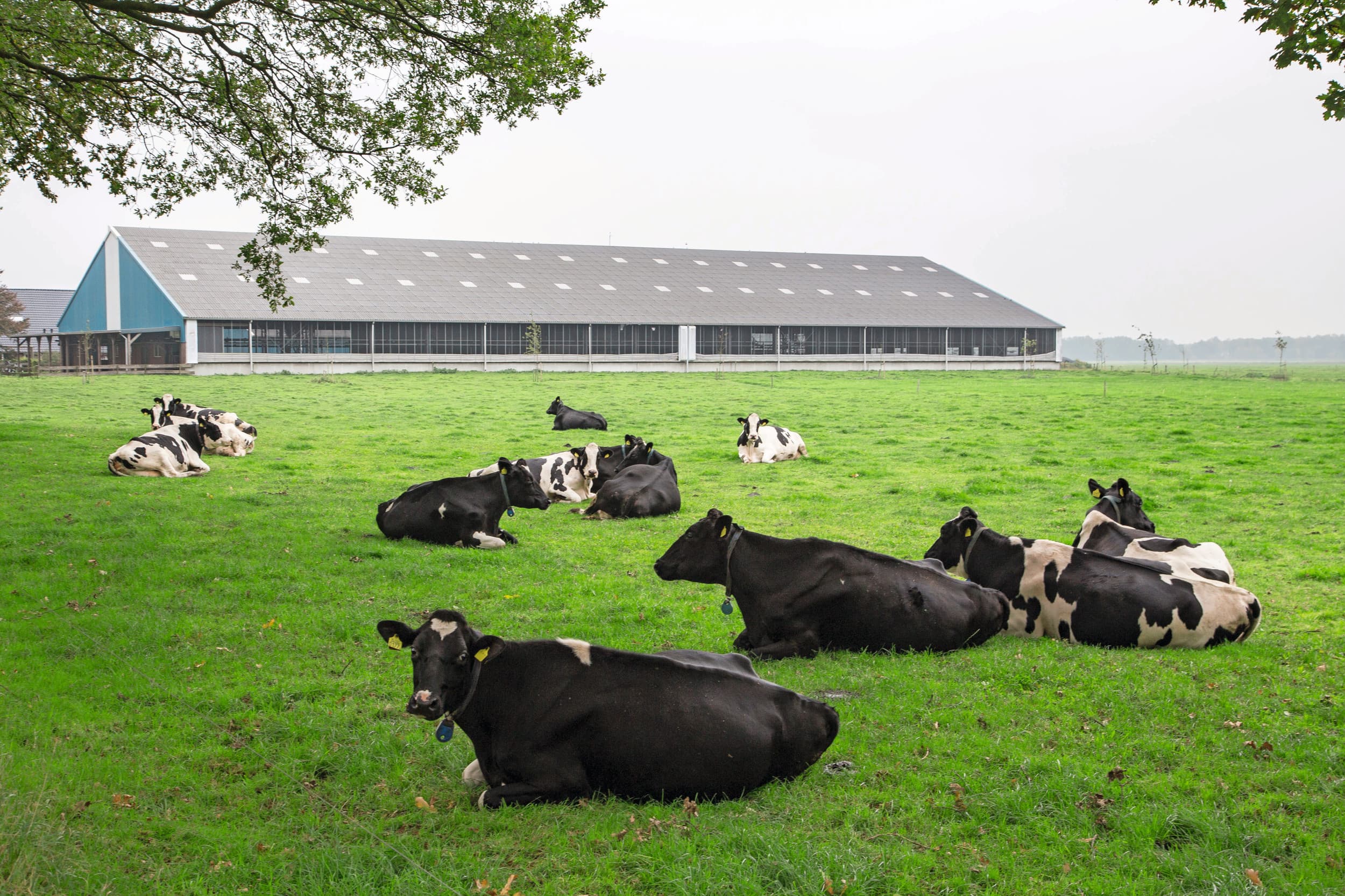 Melkveehouders met een lage veebezetting (maximaal 2 gve’s per hectare) kunnen in beginsel het makkelijkst omschakelen naar biologisch. Voldoende hectares grasland zijn essentieel. Foto: Jan Willem van Vliet