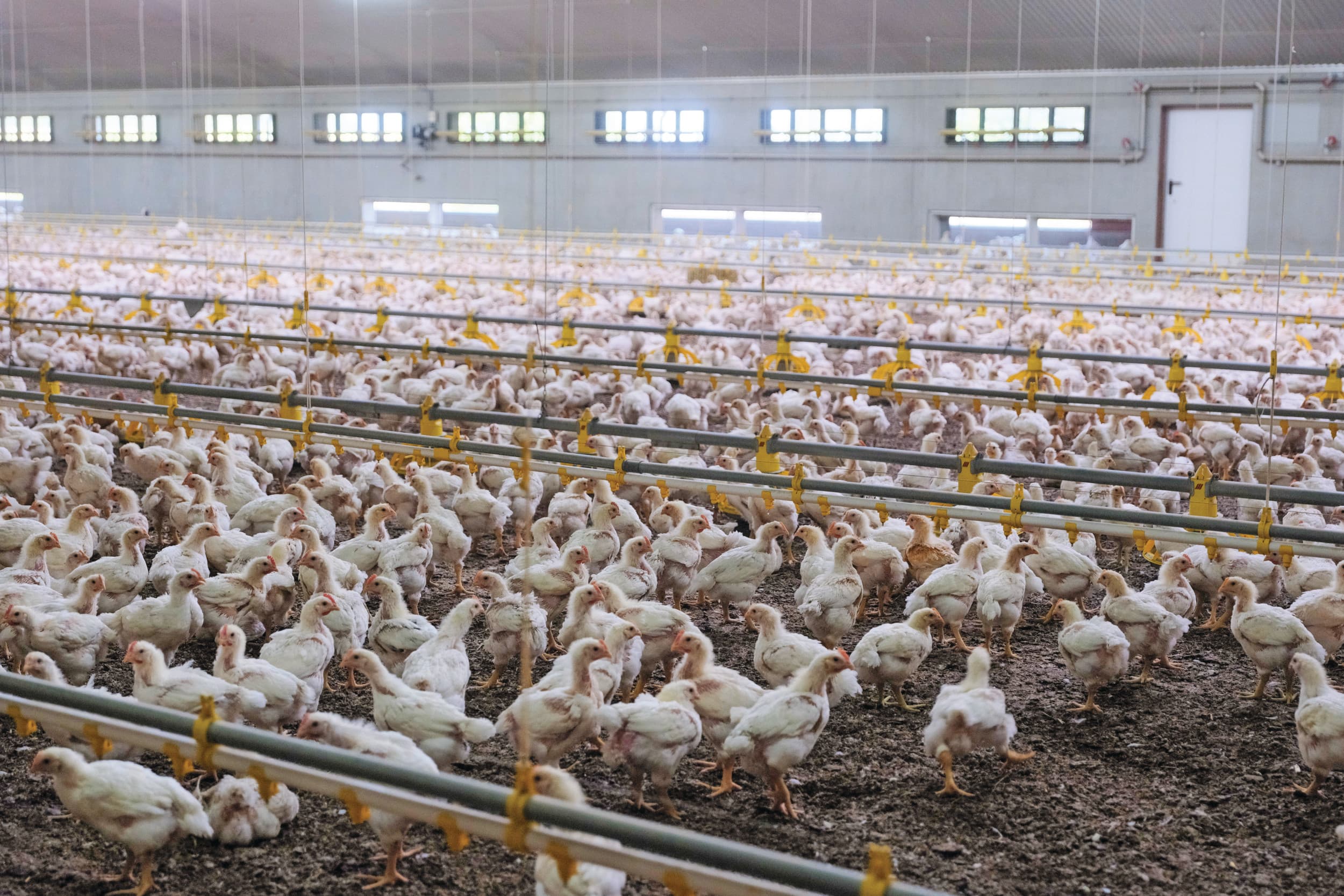 European Chicken Commitment (ECC)-systeem