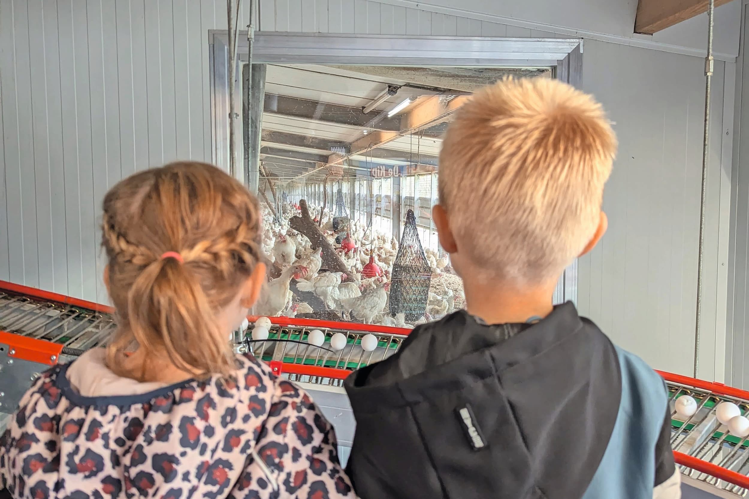 Kinderen bekijken een loopband voor eieren tijdens de open dag van legpluimveehouders in het kader van de Wereld Eidag 2024. Foto’s: Stichting WereldEiDagen